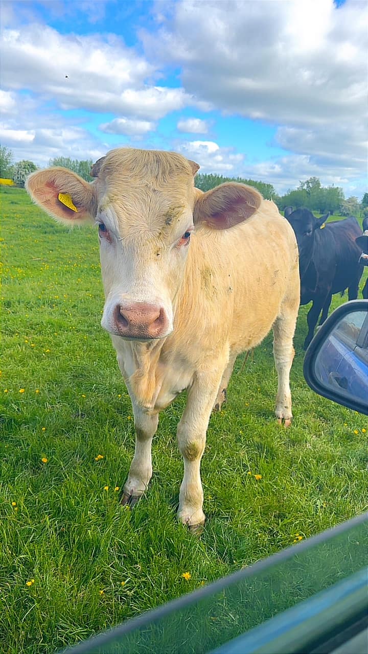 A friendly cow on the farm