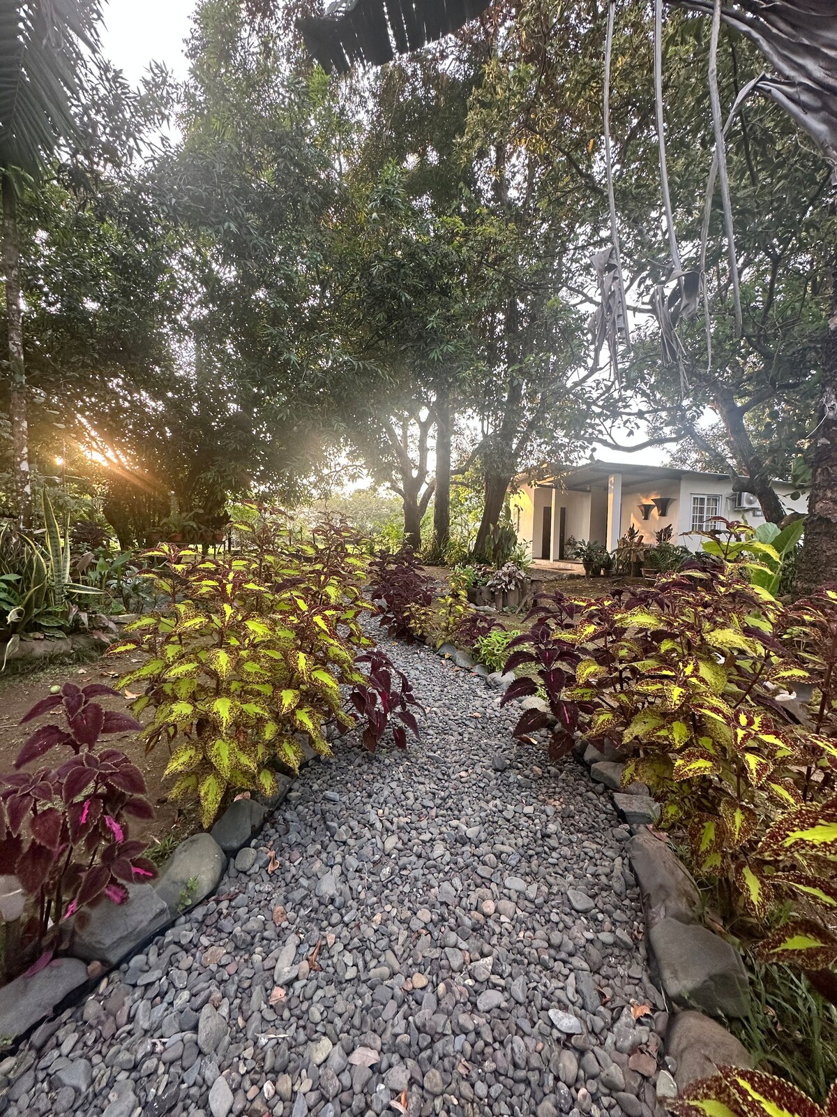 A path made of smooth stones winds through vibrant foliage, featuring plants with deep purple and bright yellow leaves. The sunlight filters gently through the trees, illuminating the lush garden that leads to a serene house in the background.