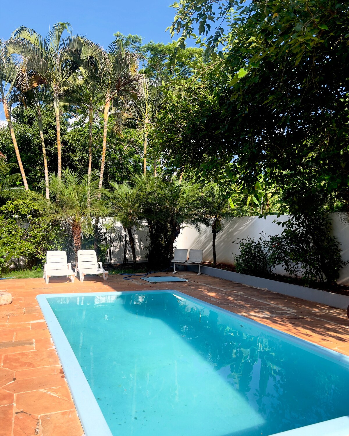A refreshing pool is surrounded by lush greenery, including tall palm trees and vibrant plants. Two lounge chairs are positioned nearby, offering a place to relax. The pool's clear water reflects the sunlight, set against a backdrop of a white wall and natural foliage.