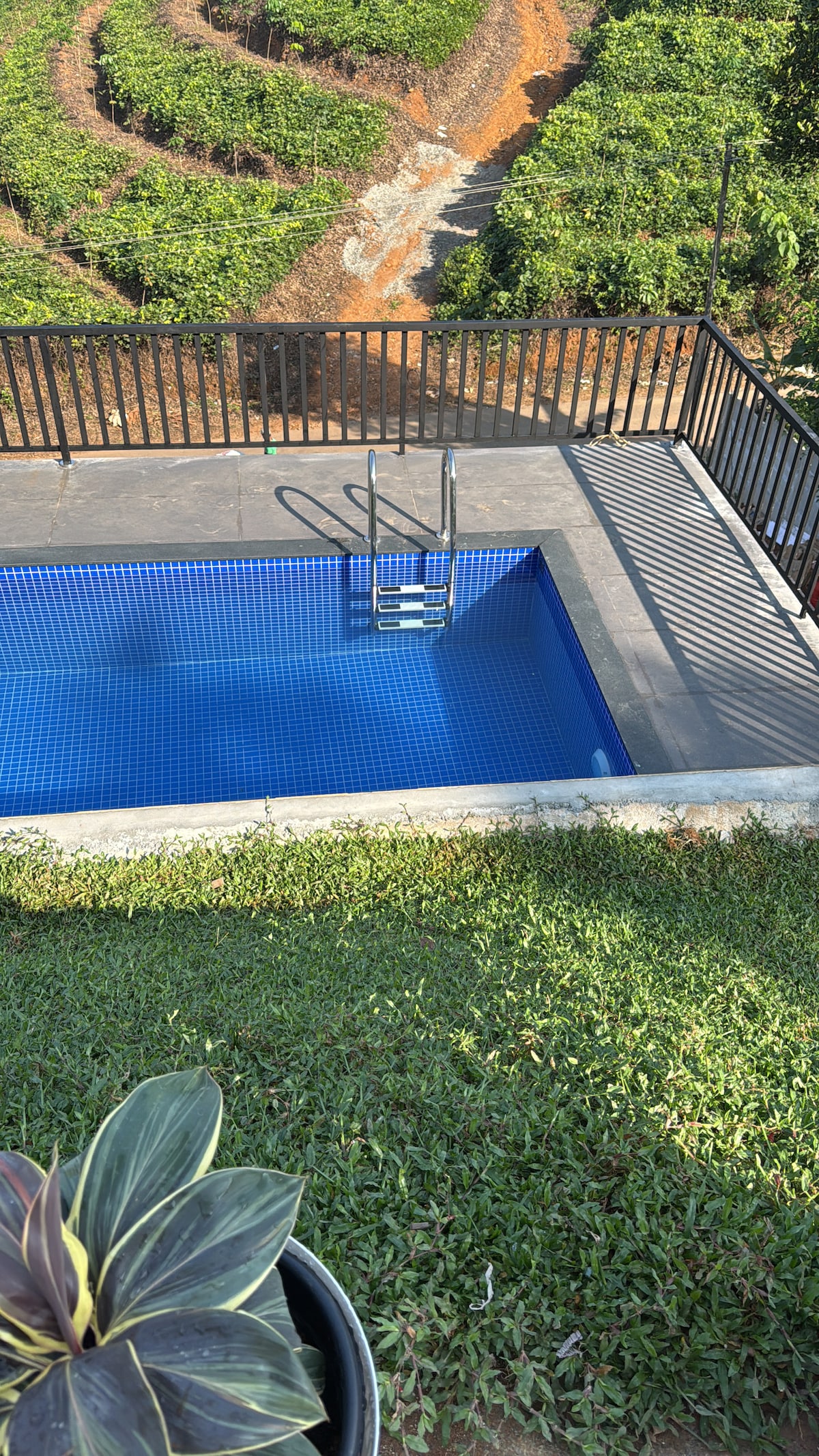 A refreshing swimming pool is set against a backdrop of lush green vineyards. The pool features a ladder for easy access, and sunlight creates a shimmering effect on the water's surface. The area is bordered by a black railing and manicured grass.