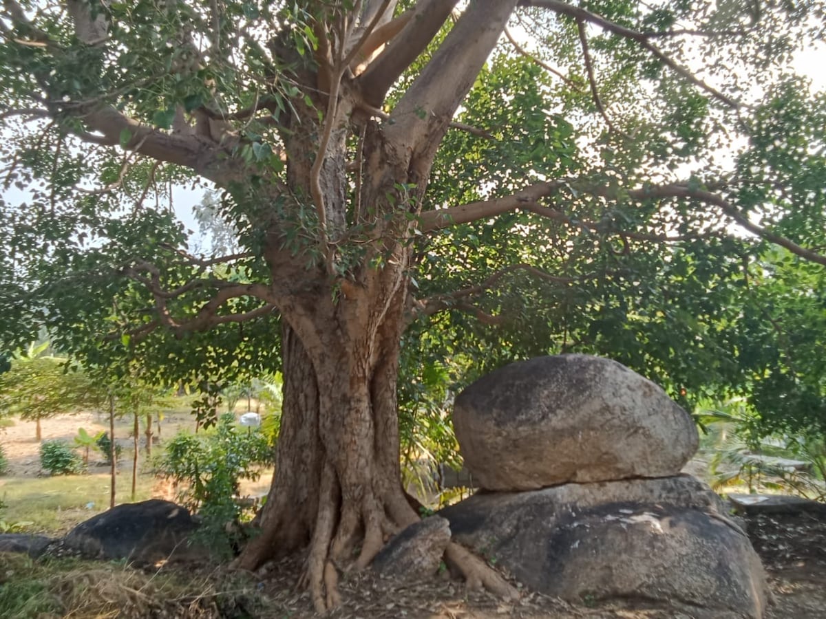 A large tree with a broad trunk and expansive foliage stands beside a cluster of smooth rocks. The natural surroundings feature greenery, and the area is illuminated by soft sunlight, highlighting the textures of the tree bark and the rocks.
