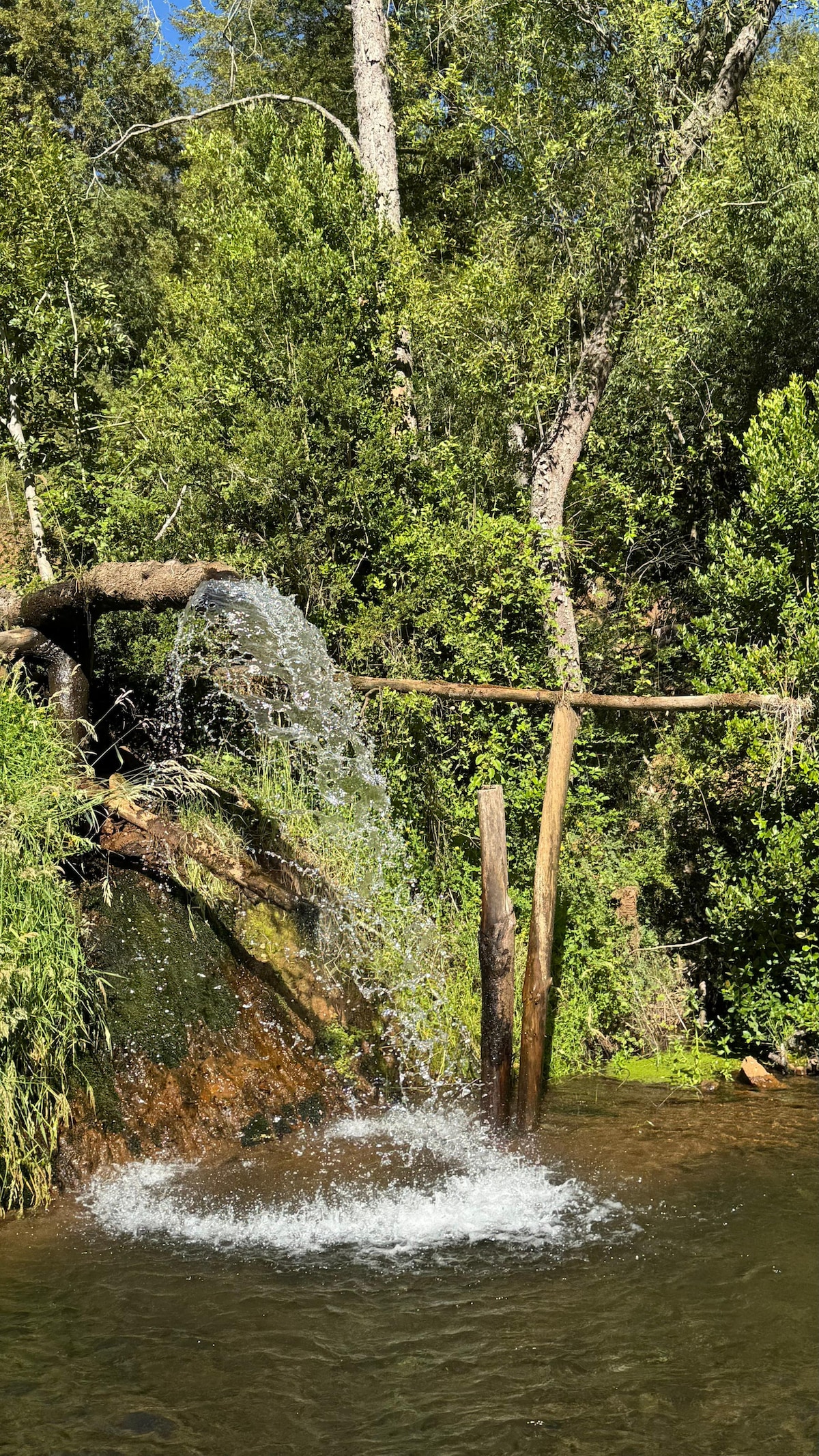 A small waterfall cascades over a moss-covered rock, creating fresh water that flows into a tranquil pool below. Surrounding greenery includes tall trees and lush plants, contributing to a serene natural environment.