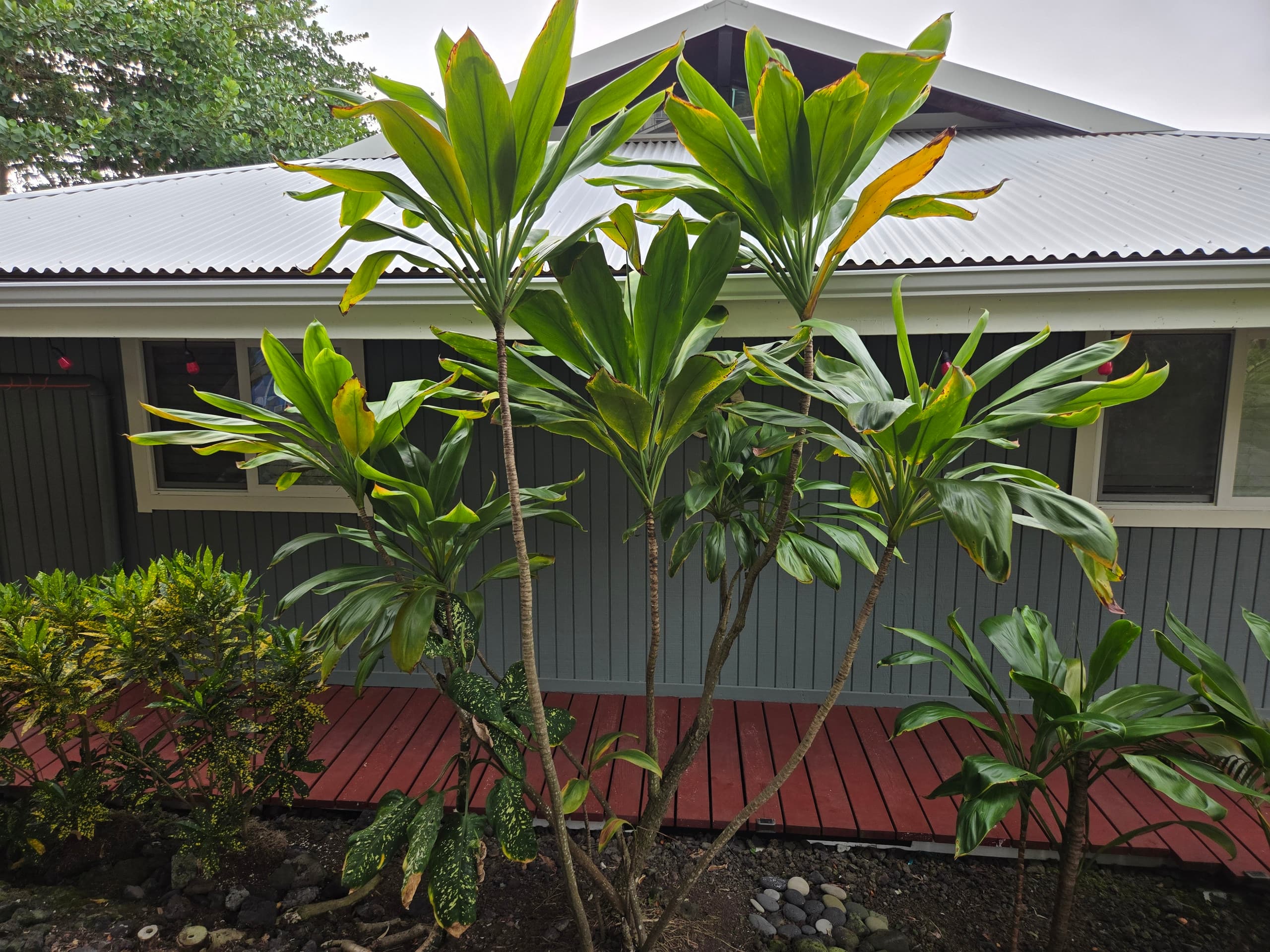 Secluded South Kona - Spectacular Ocean Views - Photo 48