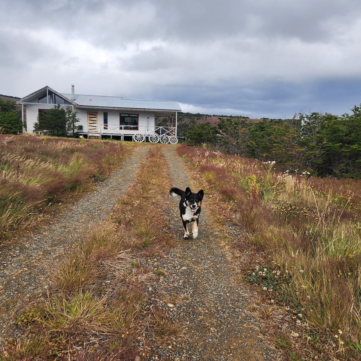 A gravel path leads to a single-story house surrounded by natural landscaping, including tall grasses and wildflowers. A dog is seen walking towards the camera, adding a sense of warmth to the tranquil setting beneath an overcast sky.