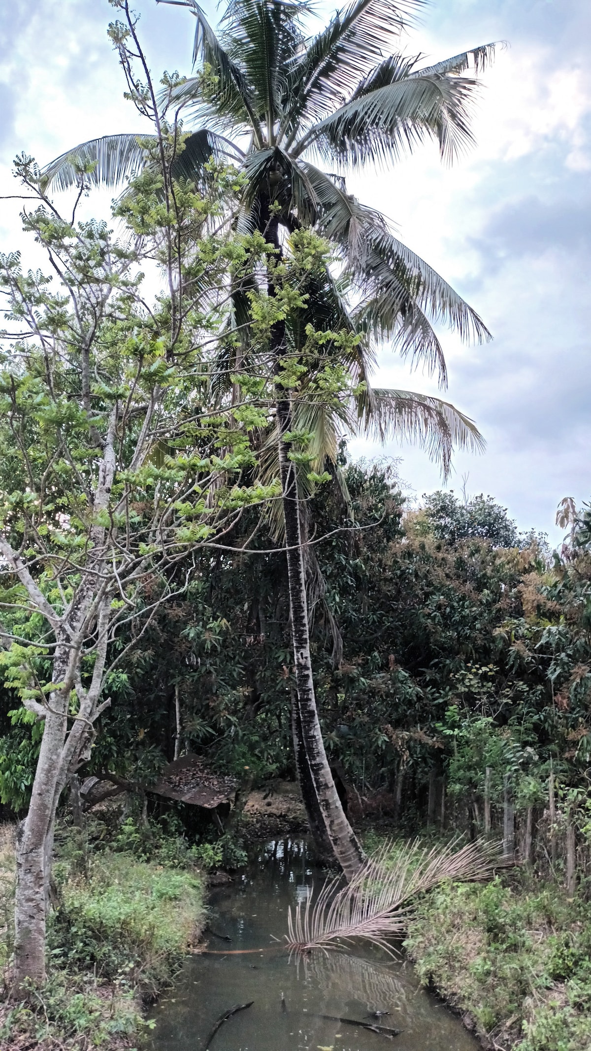 A tranquil outdoor scene is depicted, featuring a tall palm tree alongside lush greenery. A narrow stream flows gently in the foreground, surrounded by various plants and trees. The cloudy sky adds a serene backdrop to the natural setting.