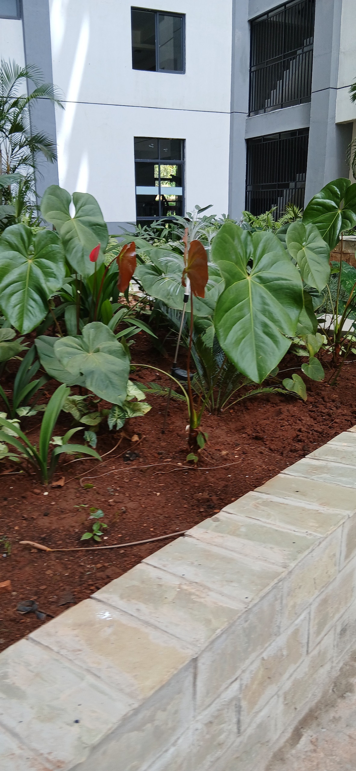 Lush greenery is presented in a well-maintained garden, featuring large leaves and vibrant plants. A low stone border outlines the planting area, contrasting with the rich brown soil. The backdrop includes part of a modern building with large windows, allowing natural light to filter through.
