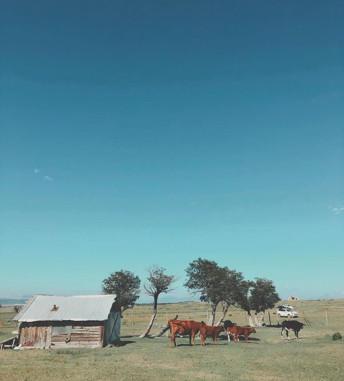 A rustic wooden cabin with a corrugated metal roof sits on an open landscape. Several cows graze nearby under the shade of small trees, set against a clear blue sky. The green grass emphasizes the tranquil rural setting.