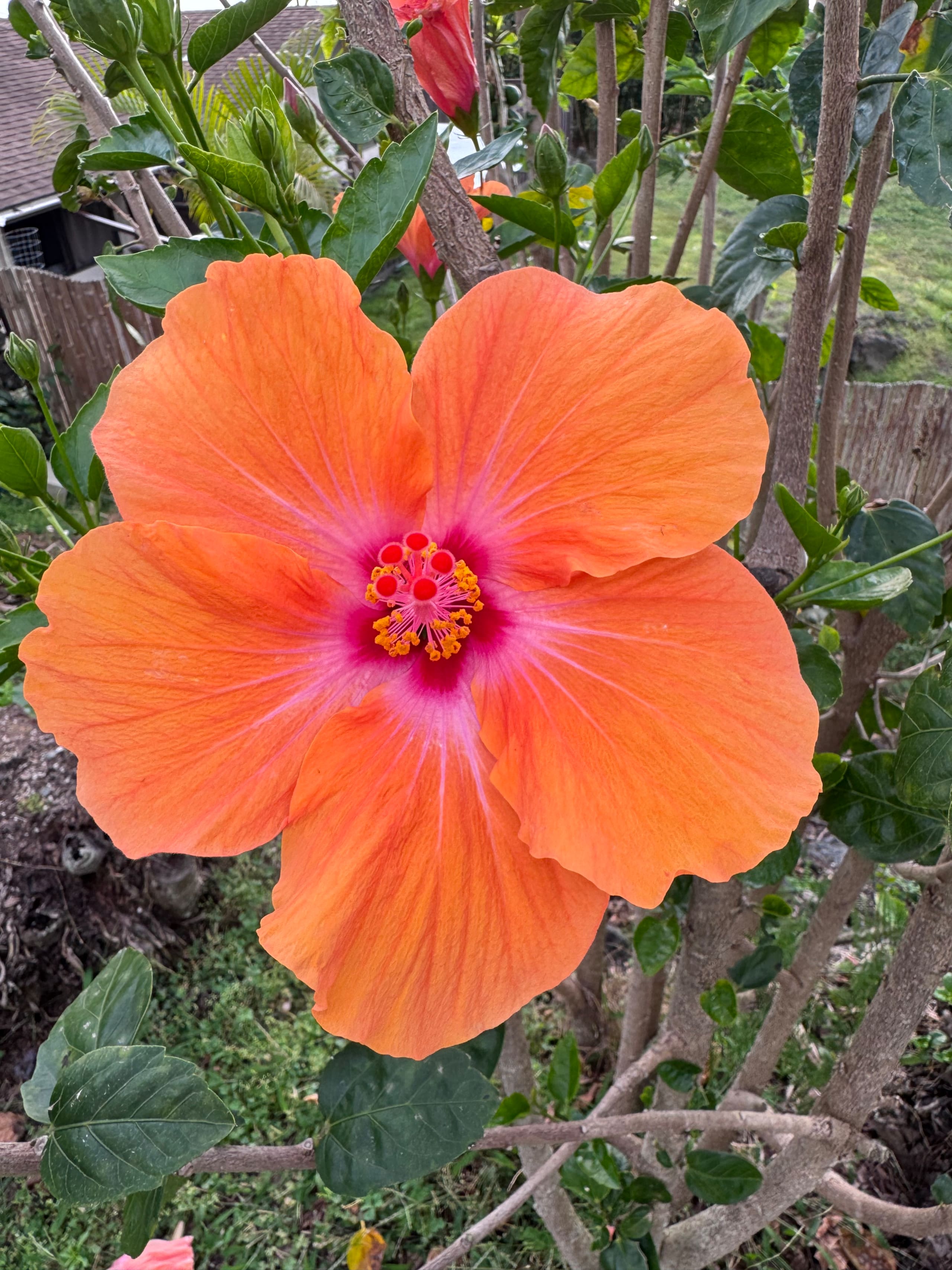*Kona Garden Studio Ohana* - Image 18