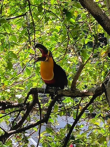 Jardim dos Tucanos