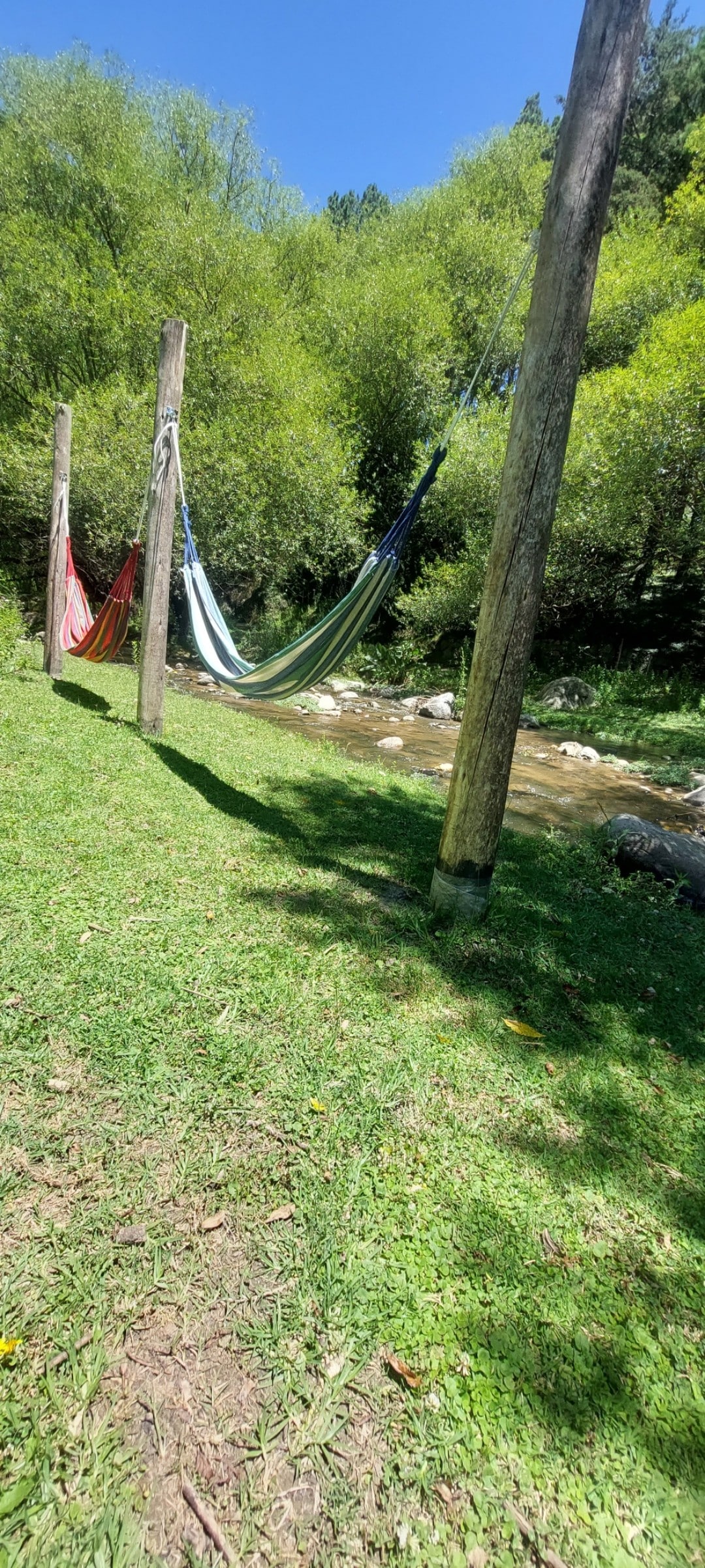 Two colorful hammocks are suspended between wooden posts, positioned near a gently flowing river. Lush green grass surrounds the area, which is framed by dense foliage and greenery, creating a serene and relaxing environment.