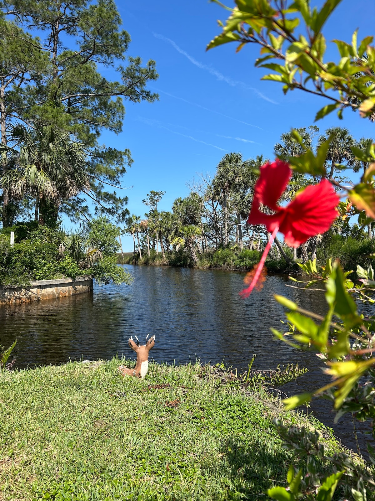 A serene riverside scene features gentle ripples on the water's surface, bordered by lush greenery and palm trees. In the foreground, a hibiscus flower adds a pop of red, while a young deer grazes nearby, blending harmoniously with the natural surroundings.