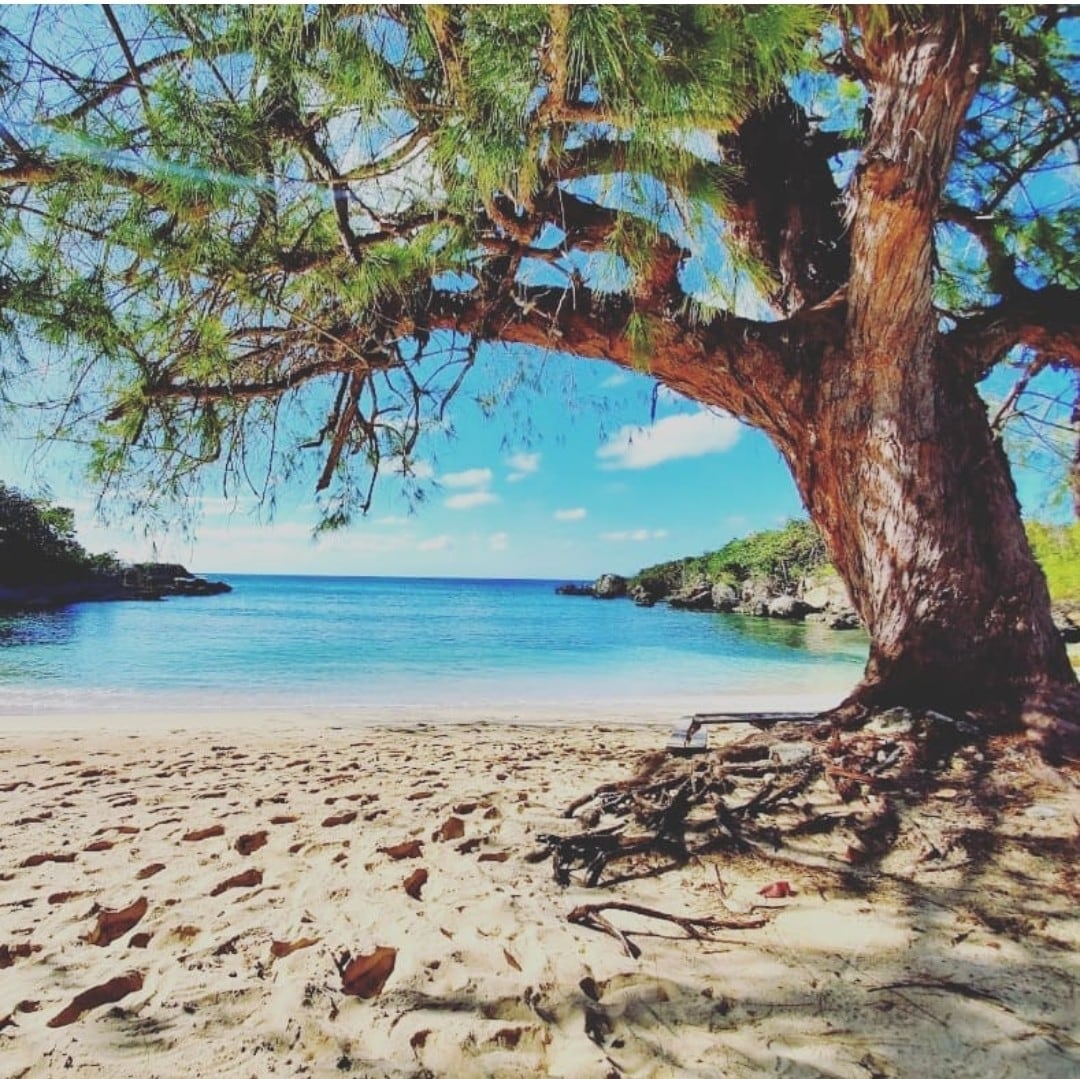 A serene beach scene features a large tree providing shade over soft sand. The calm turquoise water extends toward the horizon, with rocky formations visible on either side. Clear blue skies complement the peaceful environment, inviting relaxation and enjoyment of the natural landscape.