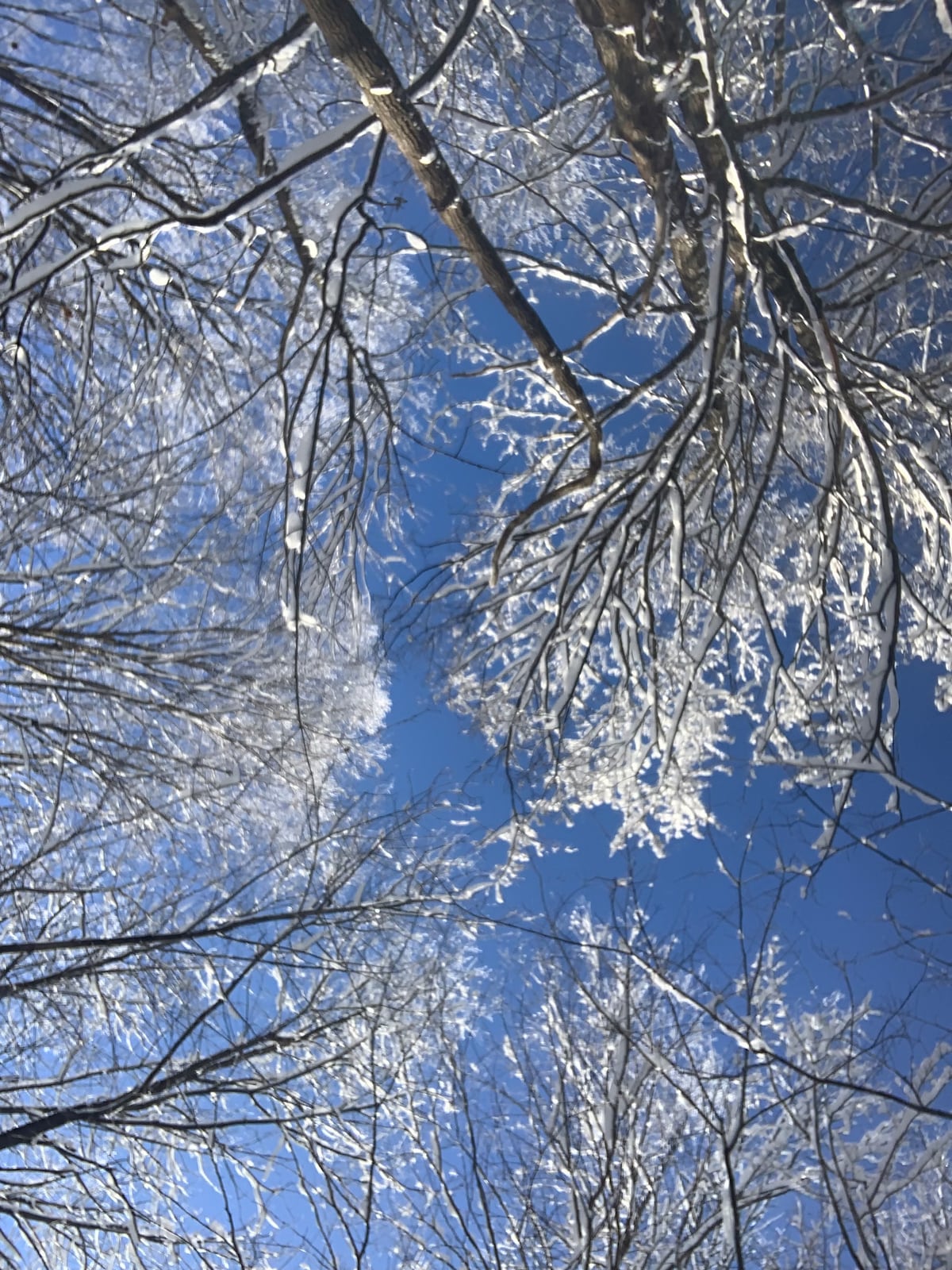 A clear blue sky is framed by tall, bare trees adorned with glistening snow. The branches create a delicate lattice overhead, reflecting winter's serene landscape.