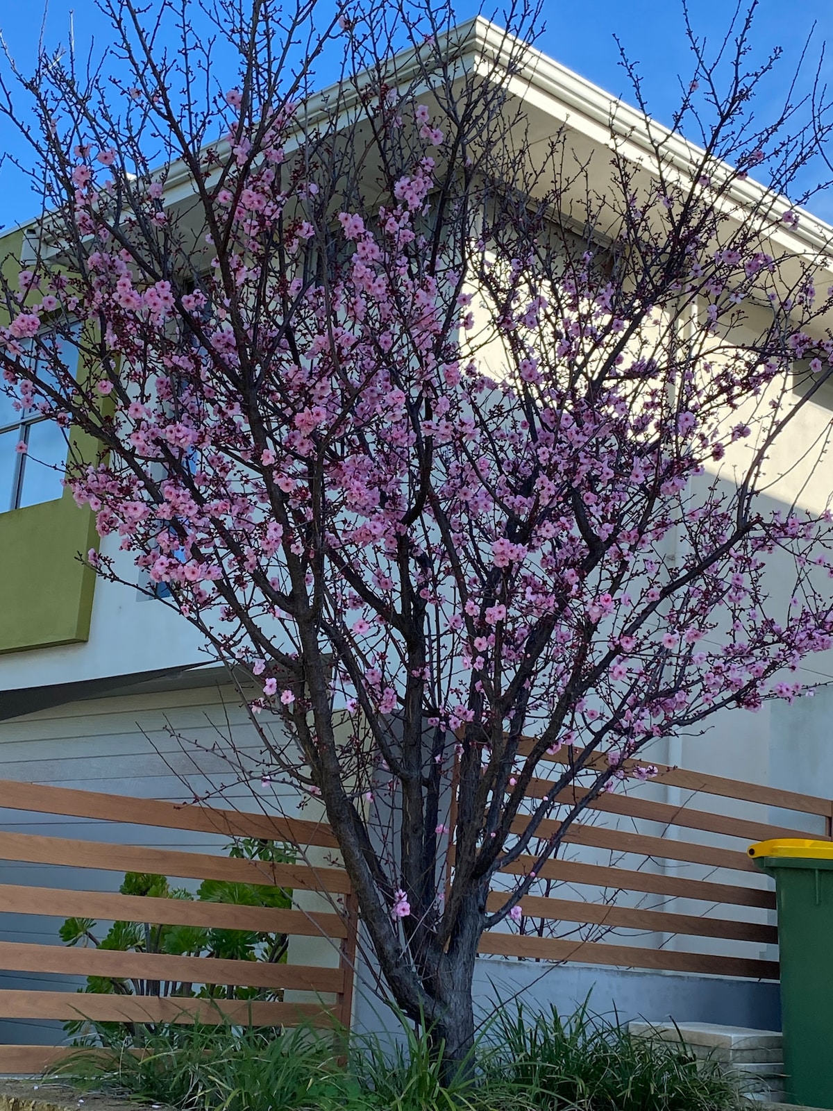 A vibrant tree adorned with pink blossoms stands in front of a modern building. Lush green grass and a yellow-green trash bin are visible nearby, contributing to a welcoming outdoor space.