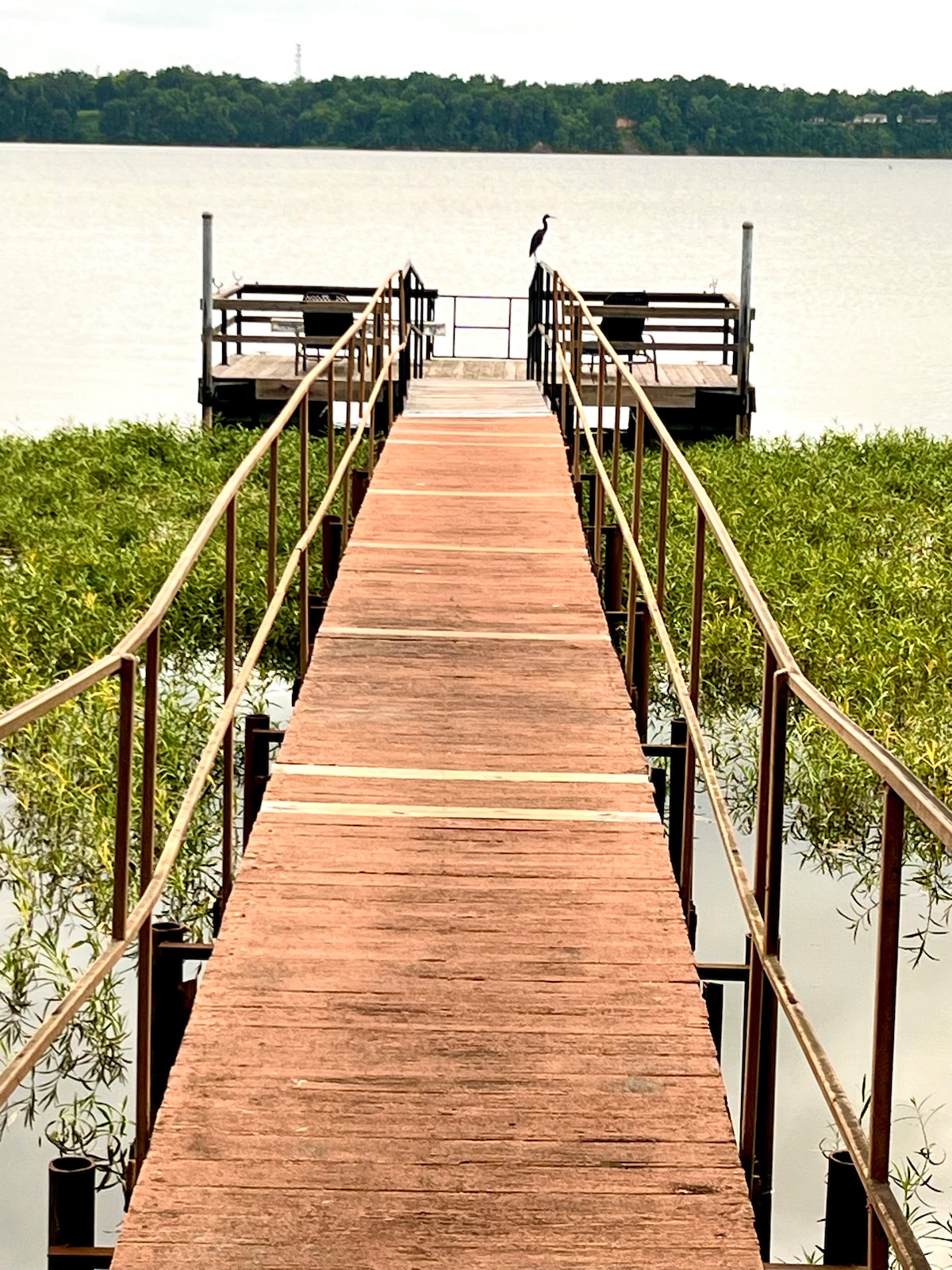 A wooden dock extends over calm waters, flanked by lush greenery. Railings run along the sides, leading to a small observation area. A solitary bird stands perched at the end of the dock, providing a sense of tranquility and connection to nature.