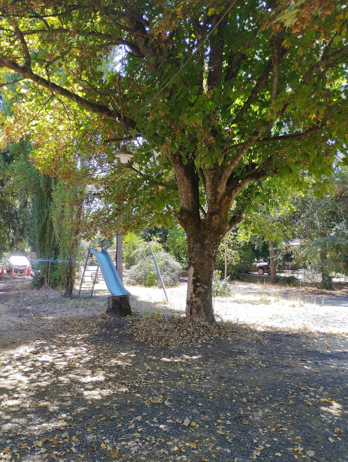 A large tree provides natural shade, with green leaves and a thick trunk. A blue slide is positioned nearby, suggesting a playful outdoor area. The ground is covered with fallen leaves, and an open space with sparse vegetation can be seen in the background.