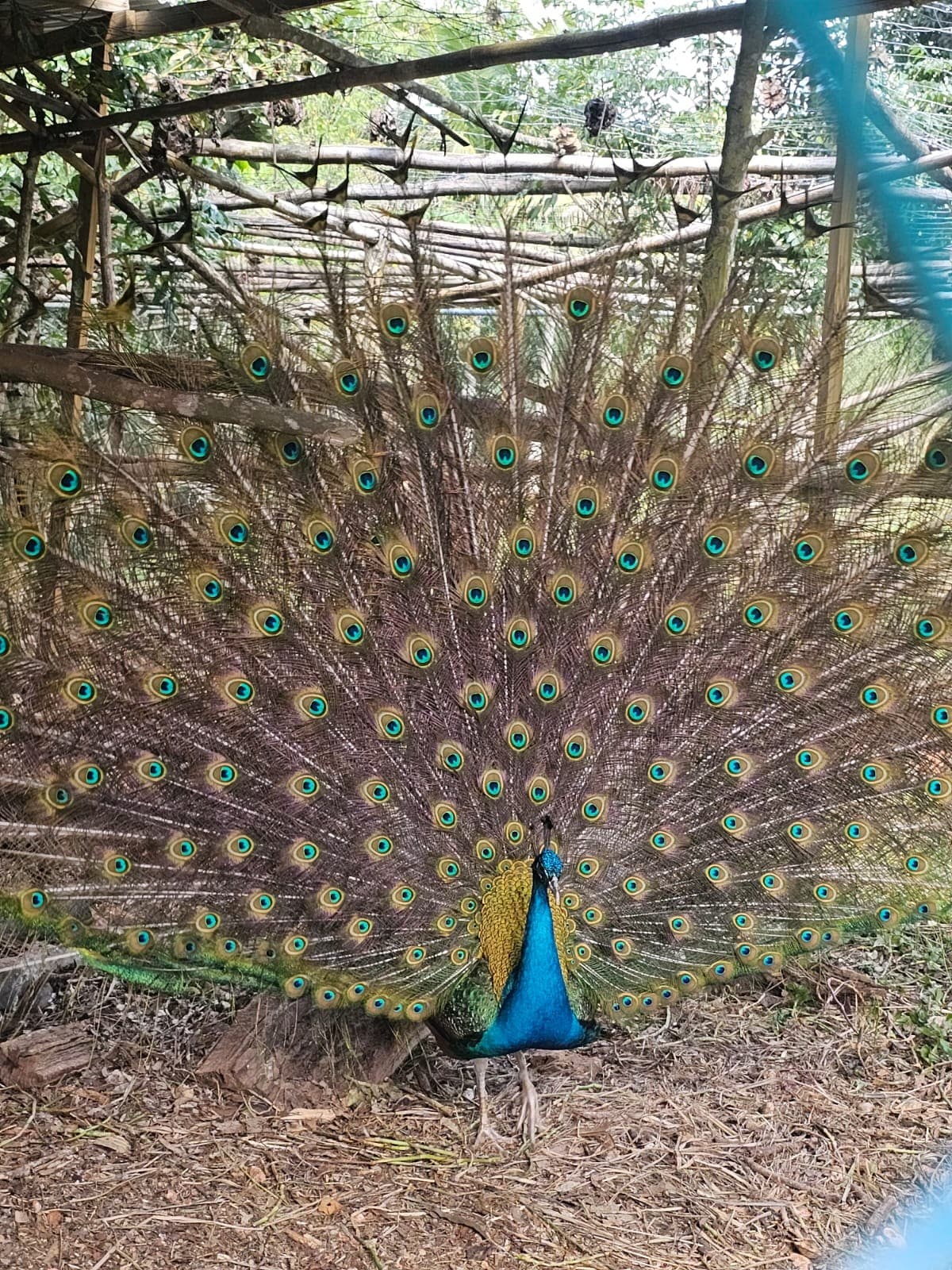 A peacock displays its vibrant plumage, showcasing a fan of iridescent feathers adorned with eye-catching blue and green patterns. The peacock is positioned in a natural setting, surrounded by greenery, providing a serene backdrop to its striking appearance.