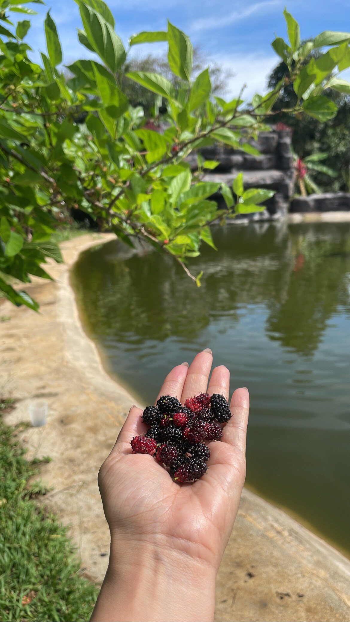 A hand holds a collection of blackberries, displaying a mix of ripe black and red fruits. The background features a serene pond surrounded by greenery, with trees and plants reflecting a lush outdoor environment.