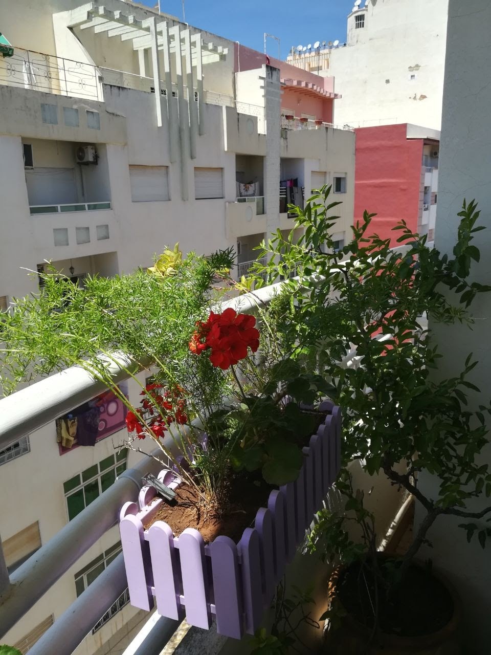 A balcony space is seen with vibrant green plants and a flowering plant with red blossoms in a purple planter. The railing is visible, framing the view of neighboring buildings, contributing to a sense of greenery in the urban setting.