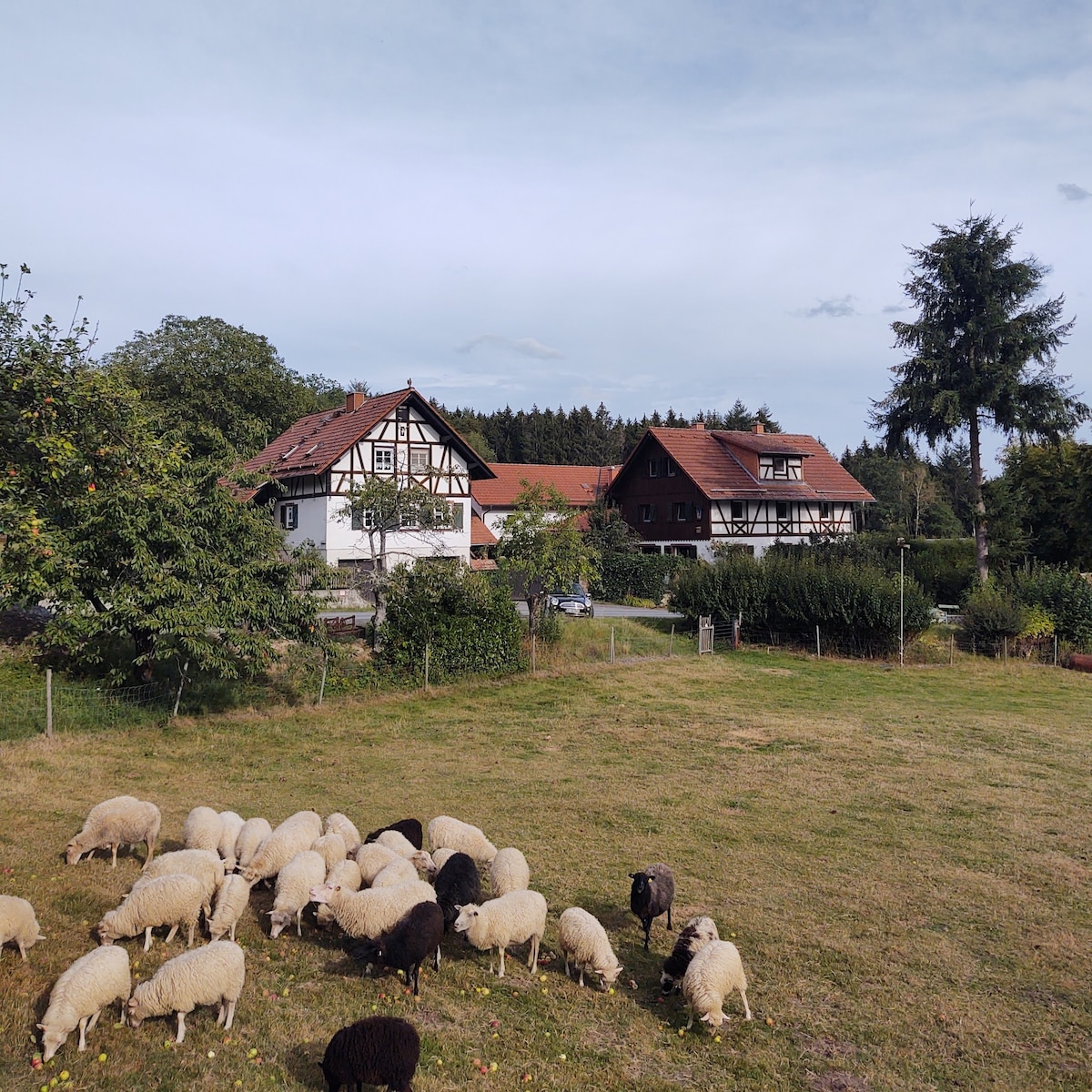 A green pasture is filled with grazing sheep, with varying shades of white and black visible. In the background, two distinct farmhouses are seen, showcasing traditional timber framing and red roofs, surrounded by trees and open fields.