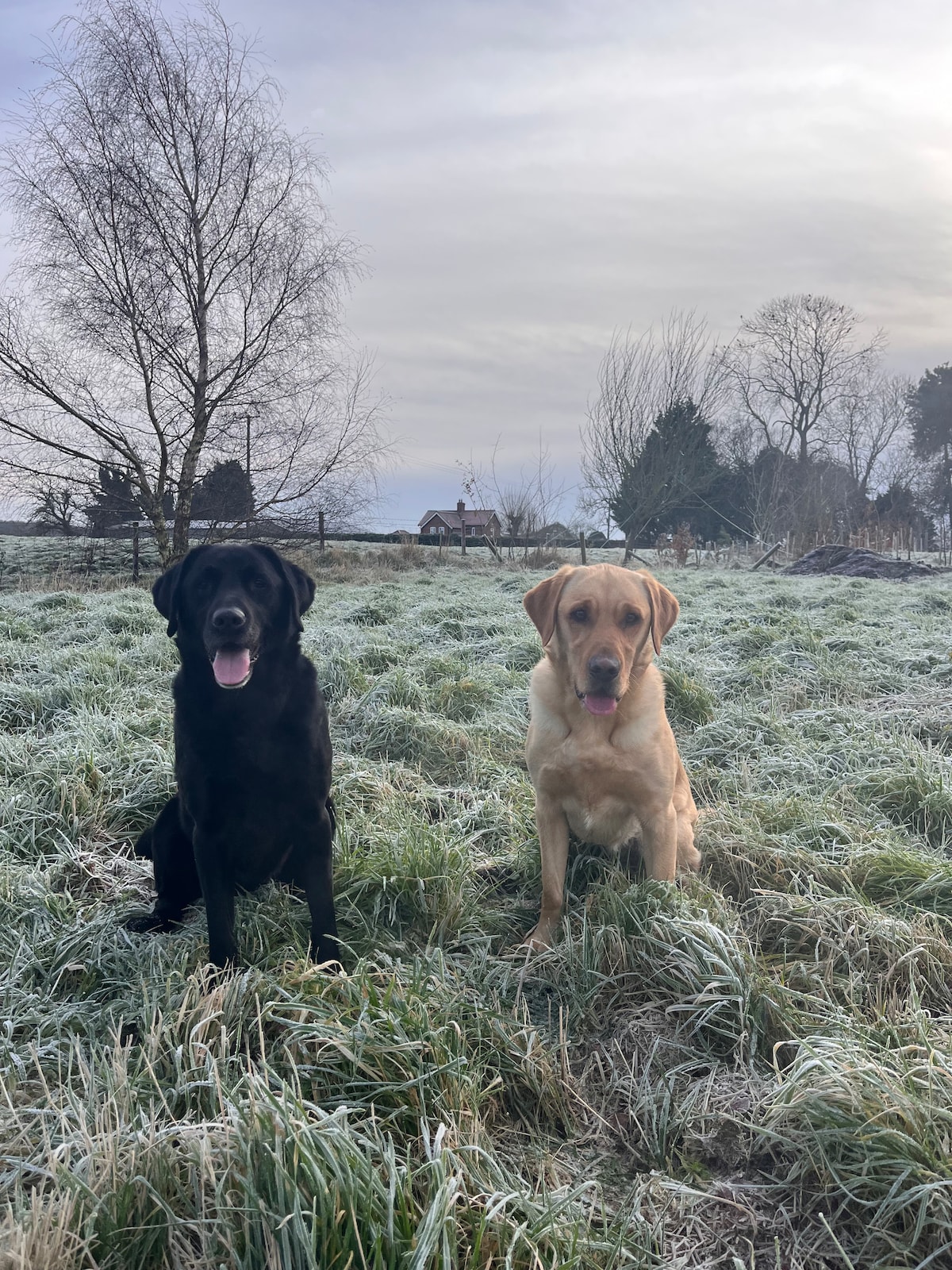 Two dogs sit on a frosty field covered in grass. The black dog faces the camera with a friendly expression, while the yellow dog turns slightly away. A backdrop of trees and distant structures is visible under a cloudy sky.