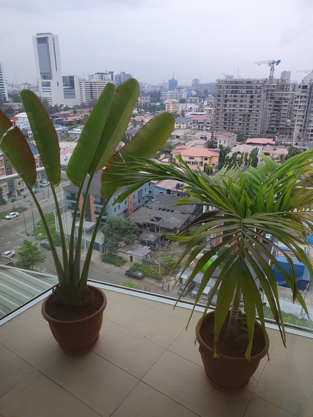 Two potted indoor plants are positioned near a large window, offering a view of the cityscape. One plant features broad, arching leaves, while the other displays slender, spiky foliage. The background reveals a blend of urban buildings and greenery under a cloudy sky.