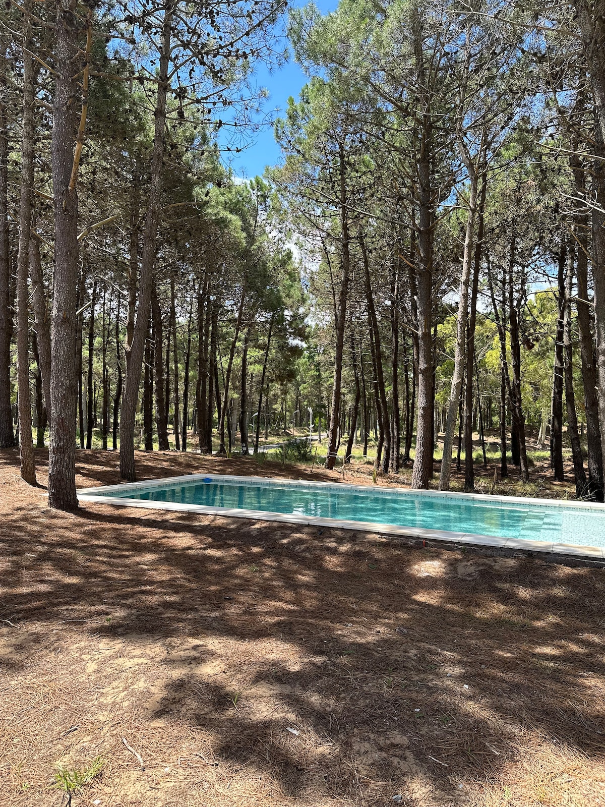 A serene outdoor pool is set amidst tall trees, with sunlight filtering through the branches. The pool's crystal clear water reflects the natural surroundings, creating a peaceful space for relaxation. Pine needles cover the ground, enhancing the forest ambiance.