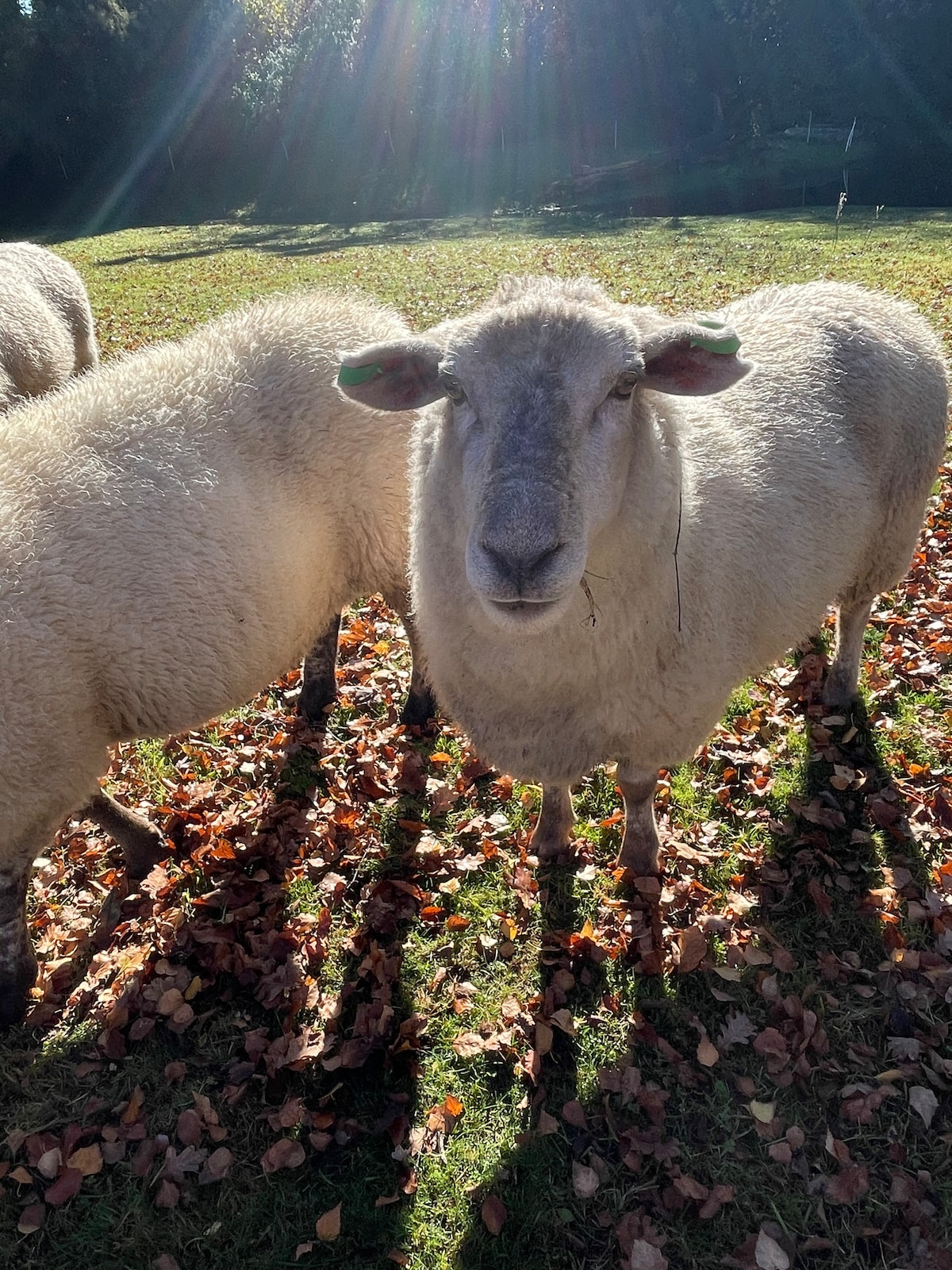 A sheep stands amongst a patch of fallen leaves, its woolly coat illuminated by sunlight filtering through the trees. The surrounding area features a mixture of grassy patches and autumn leaves, creating a natural, serene setting.
