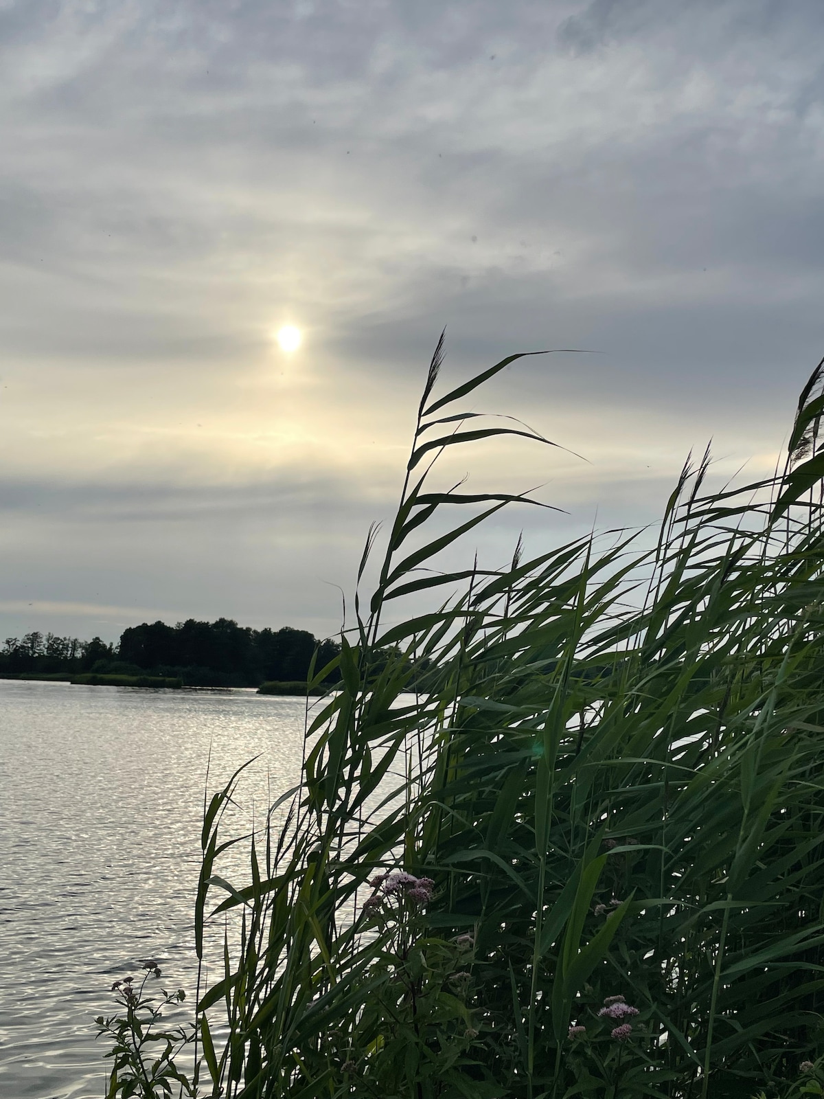 Tall grasses frame the edge of a calm body of water, reflecting the soft hues of the cloudy sky. The sun appears gently veiled by clouds, creating a serene and tranquil atmosphere in the landscape.