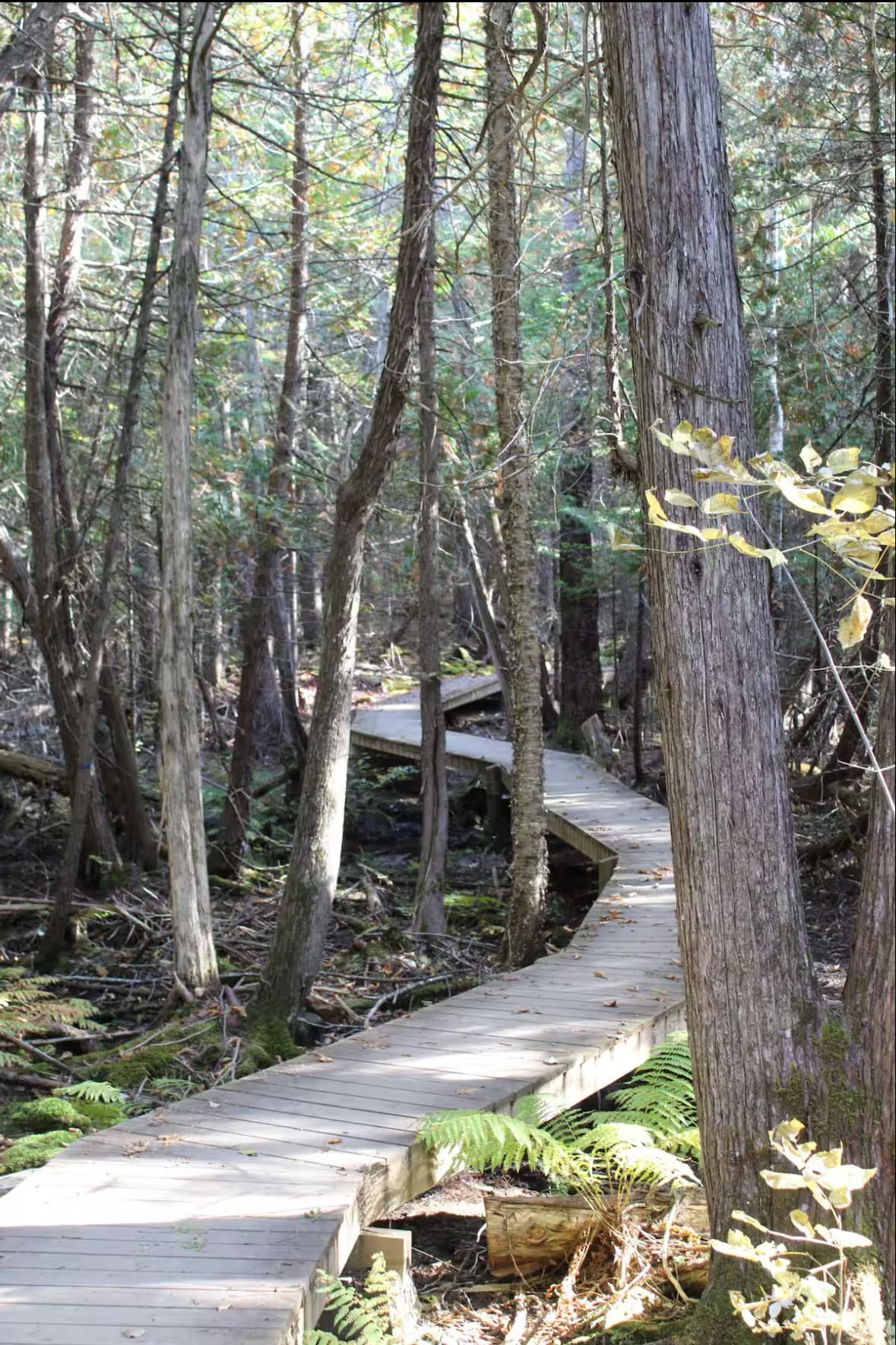 A winding wooden boardwalk is visible, extending through a dense forest adorned with tall trees and lush greenery. Sunlight filters through the leaves, creating a serene atmosphere. Ferns grow along the edges of the path, enhancing the natural beauty of the woodland setting.