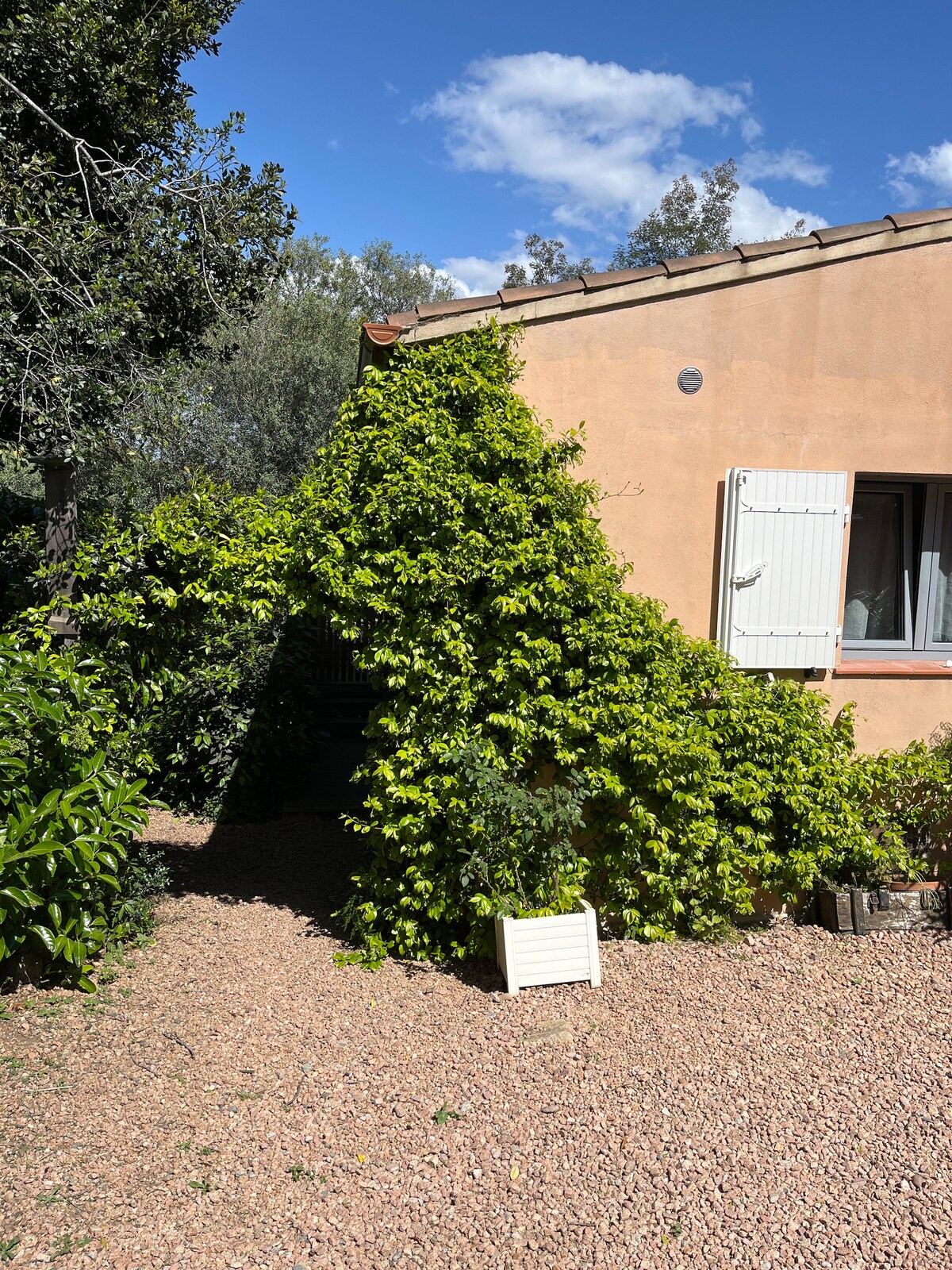 A portion of a beige house is partially covered by lush green climbing plants. The plants create a natural canopy around the corner of the house, with a white shuttered window visible in the background. Gravel creates a pathway leading to the entrance.