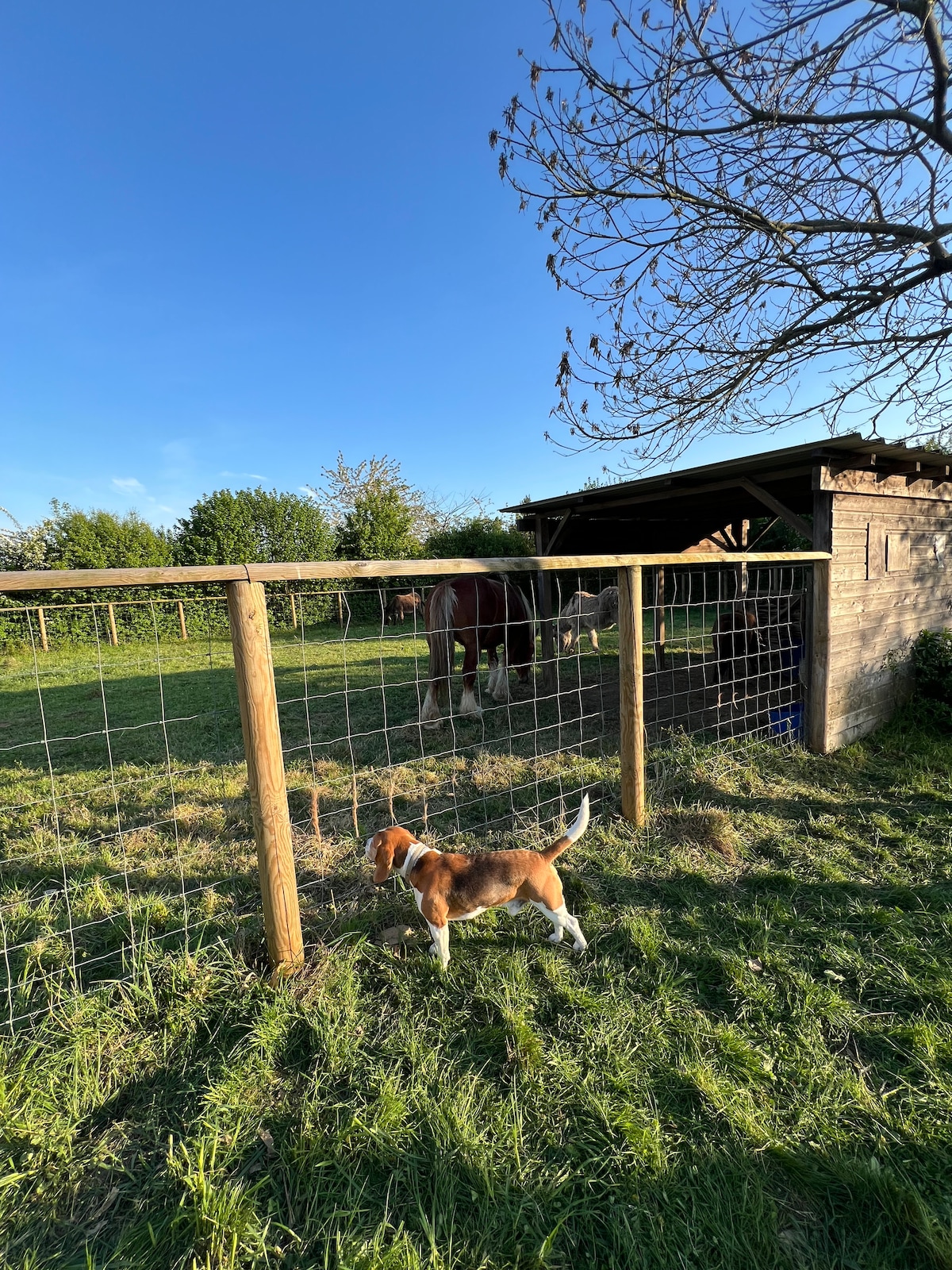 A friendly dog is seen near a wooden fence, observing a horse in a grassy area. The scene is set against a clear blue sky, with a variety of greenery in the background, adding to the natural surroundings. A wooden structure can be seen partly behind the horse.