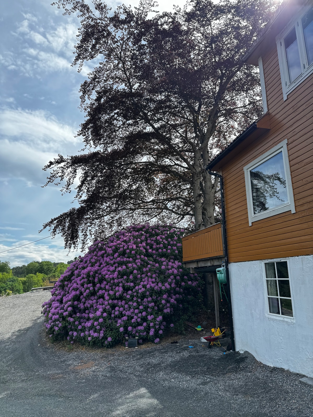 A vibrant bush of purple flowers is seen near the base of a large tree, contrasting with the warm brown exterior of the two-story house. The rugged gravel path leads by the house, where windows reflect the clear sky.