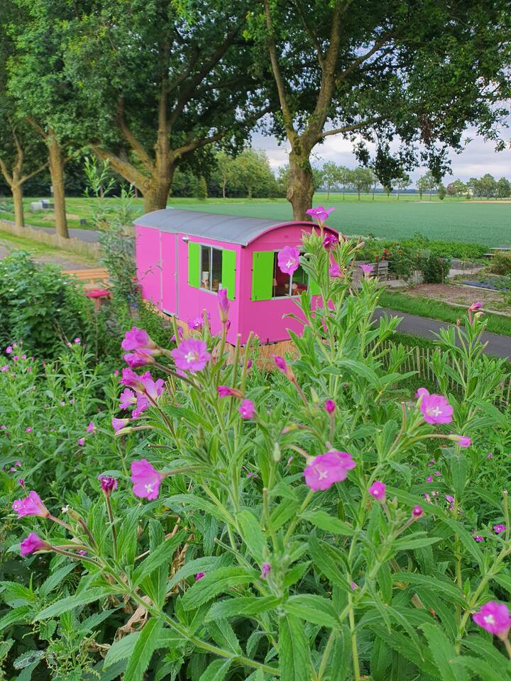 Pipowagen Doe Maar Roze - Emmeloord