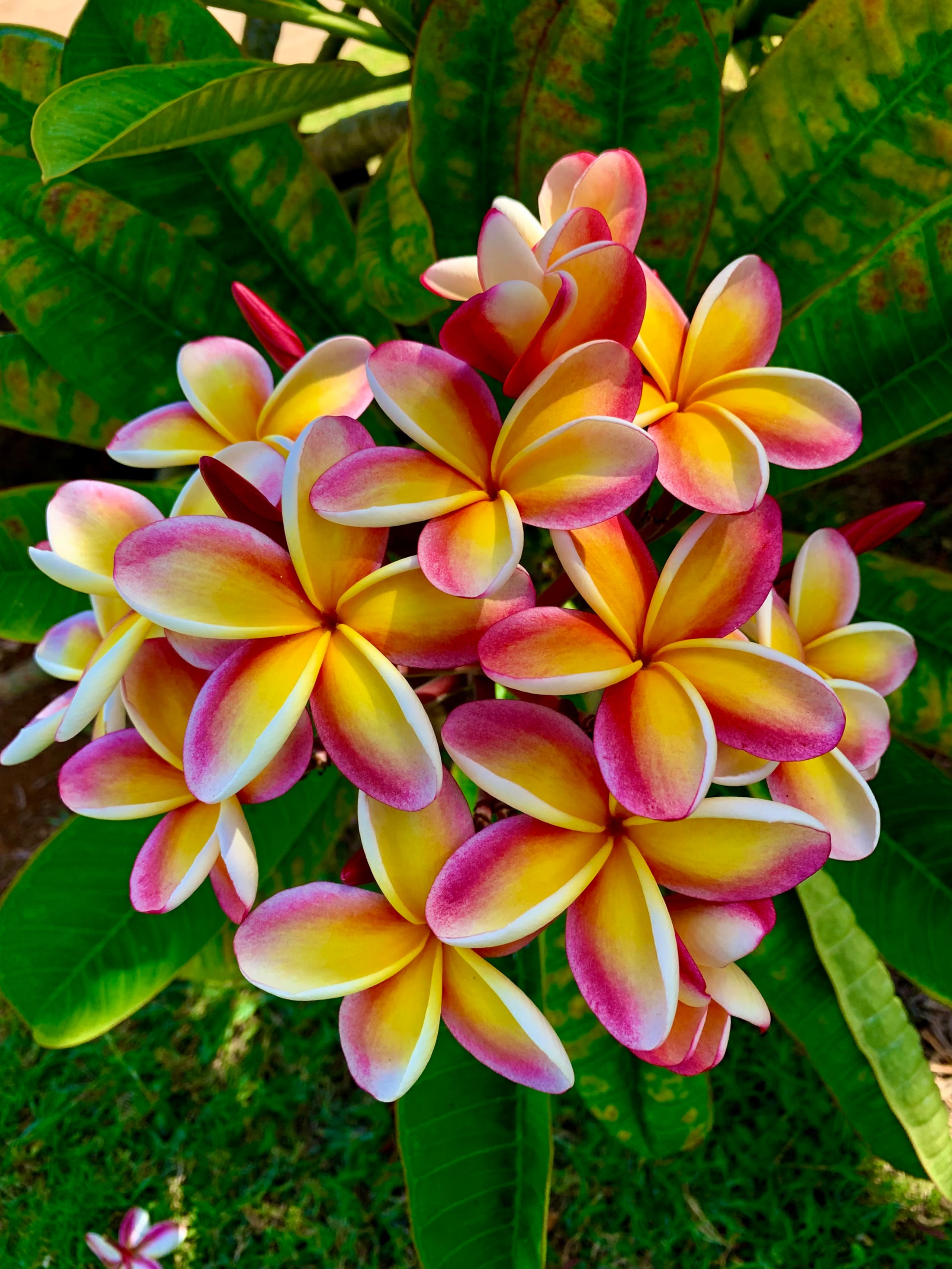 Home in Koloa · ★4.97 · 2 bedrooms · 5 beds · 2 baths - Image 96