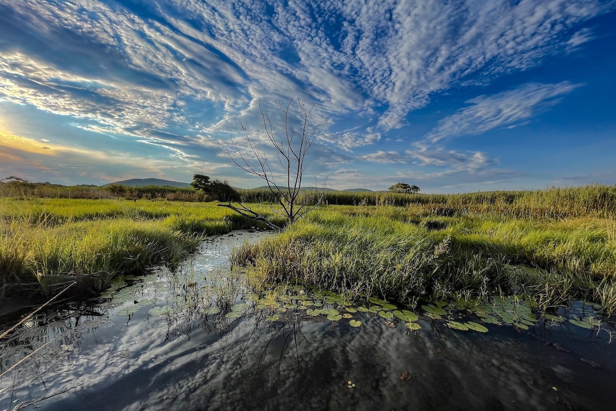 A serene wetland landscape is displayed, featuring lush green grasses and scattered lily pads atop calm waters. A leafless tree stands prominently in the background, under a sky filled with clouds reflecting the warm tones of the setting sun.