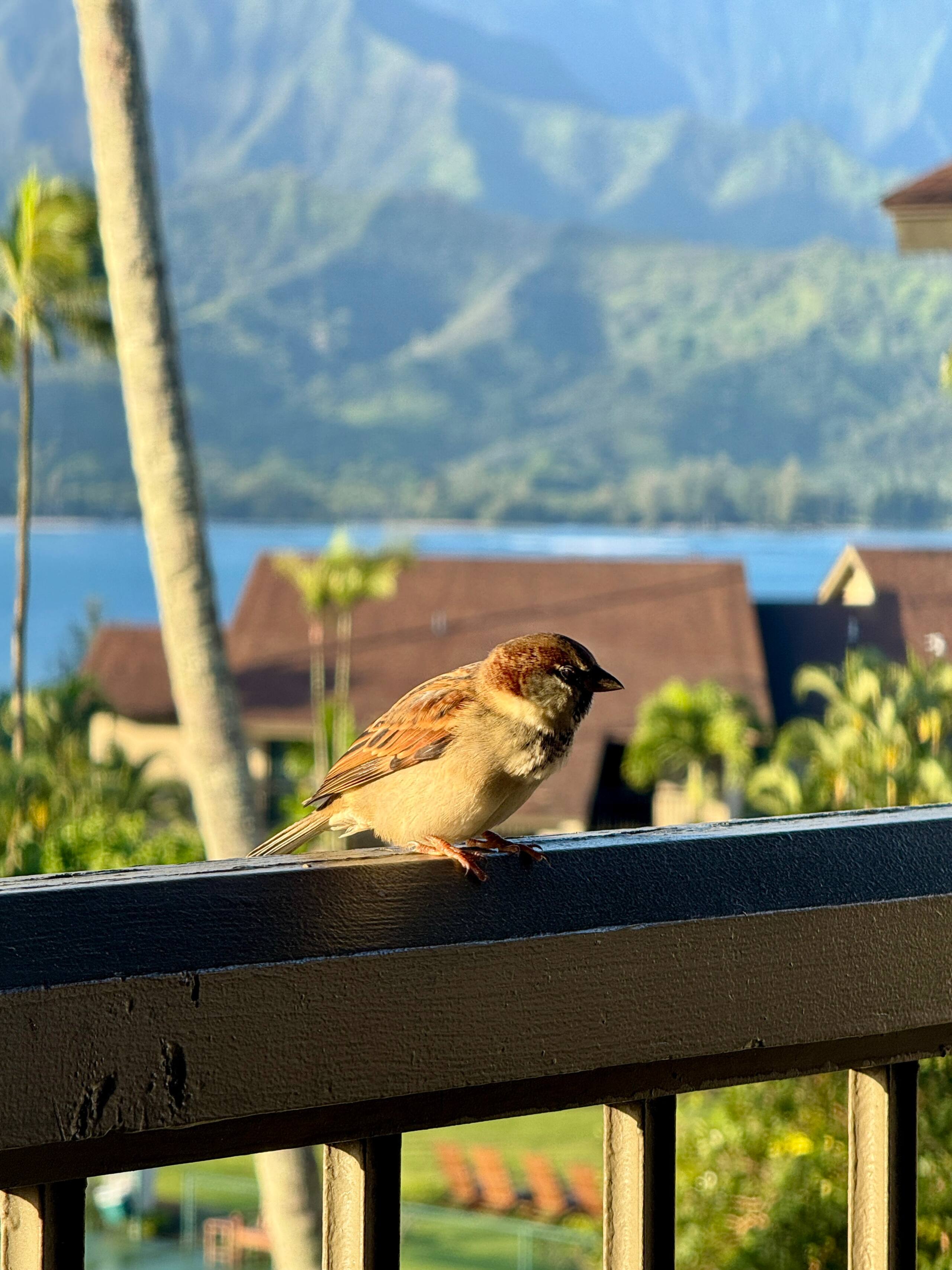 Condo in Princeville · ★4.92 · Studio · 1 bed · 1 bath - Image 4