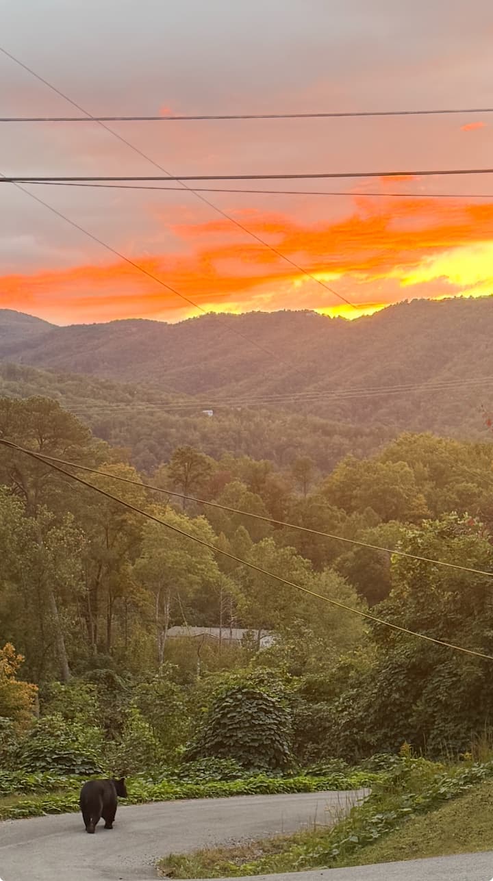 May The Forest Be With You - Gatlinburg, TN