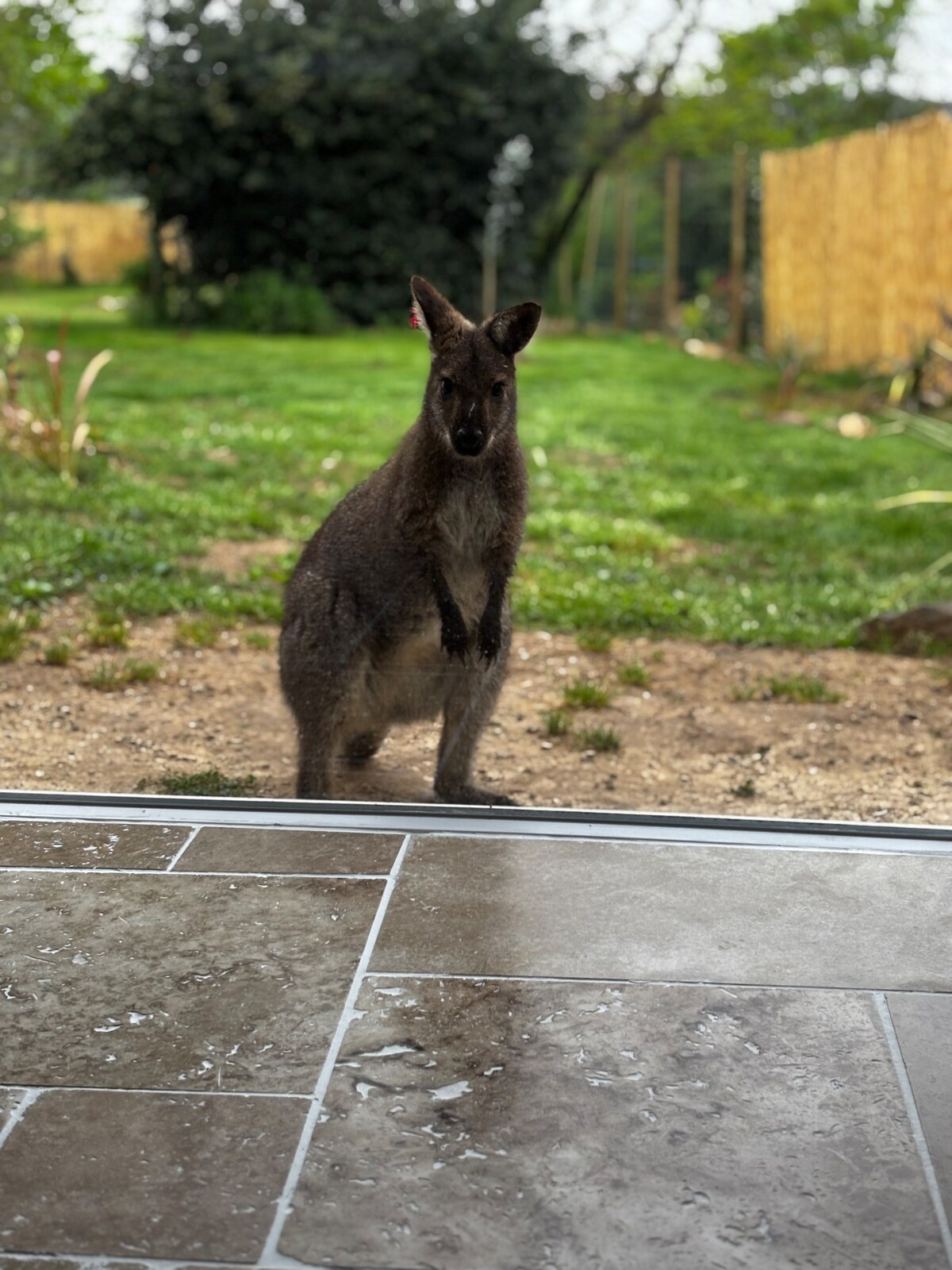 A wallaby is seen just outside a large glass door, standing upright on its hind legs. Its fur appears soft and brown, blending with the natural surroundings. The background features a grassy area with scattered vegetation and a wooden fence, creating a serene outdoor setting.