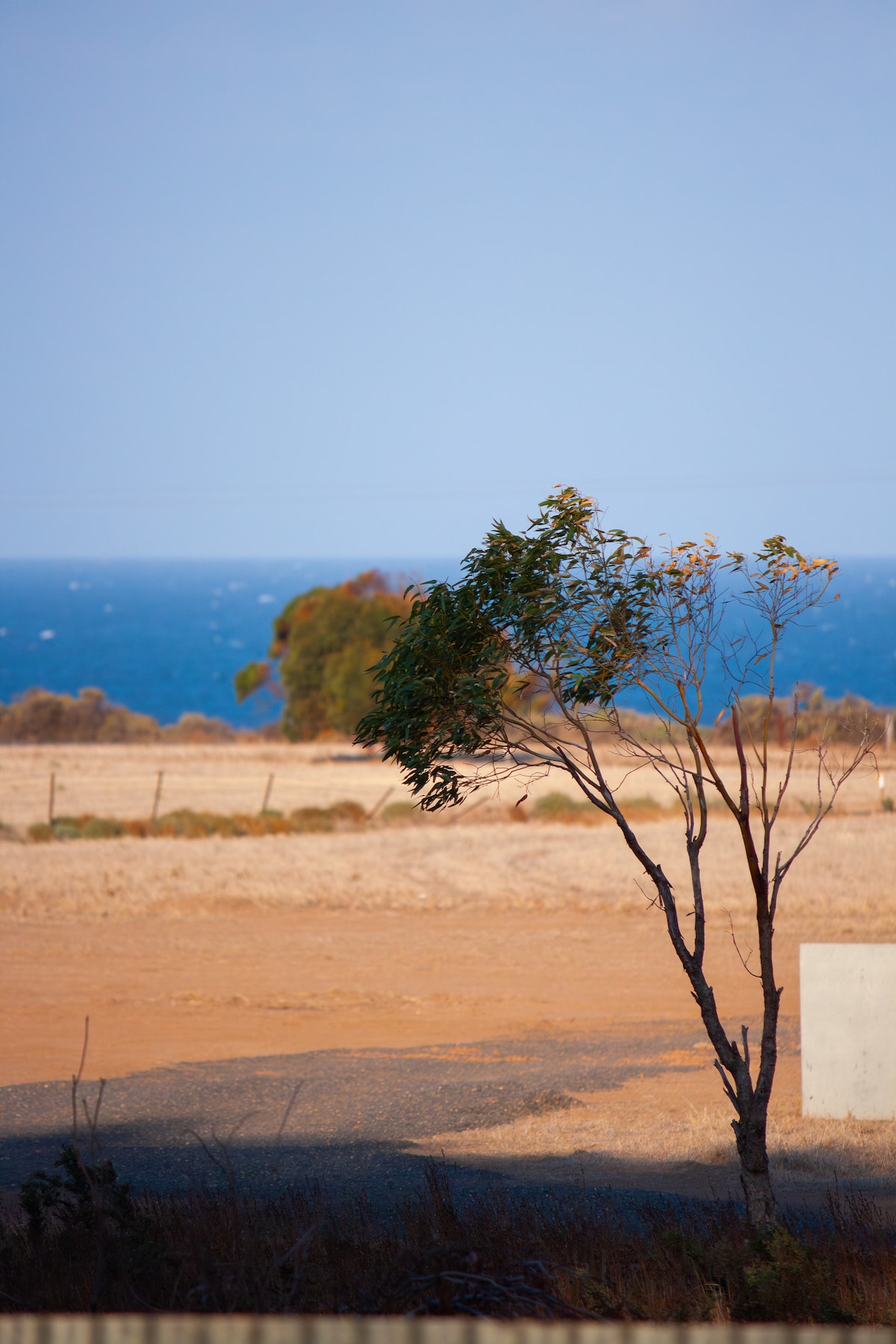 A lone tree stands on the edge of a sandy landscape, with the ocean visible in the background. The water reflects soft blue tones under a clear sky, while the surrounding fields exhibit a dry, natural texture.