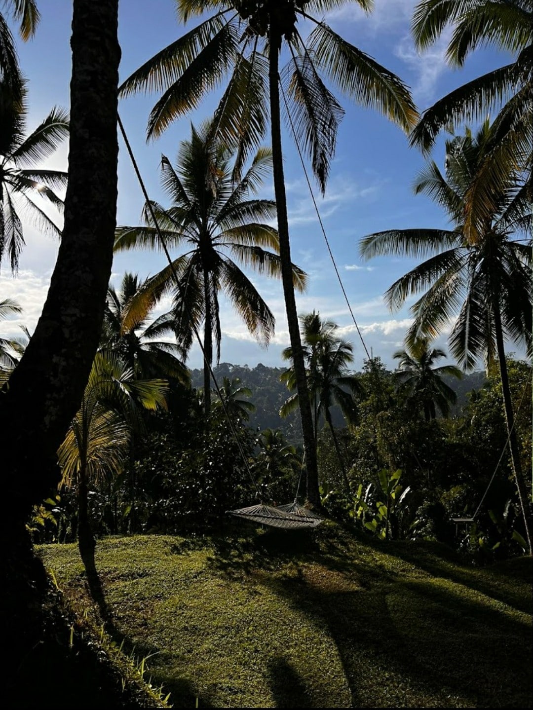 Tall palm trees are featured against a blue sky, with sunlight filtering through their fronds. A swing hangs from one of the trees, and lush greenery dominates the landscape, creating a serene atmosphere perfect for relaxation.