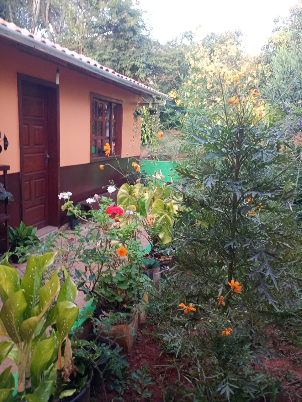 A lush garden is displayed, featuring a variety of plants, including vibrant orange flowers and green foliage. A tall plant stands prominently on the right side, adding to the natural ambiance of the space. Sunlight filters through the leaves, creating a serene atmosphere.