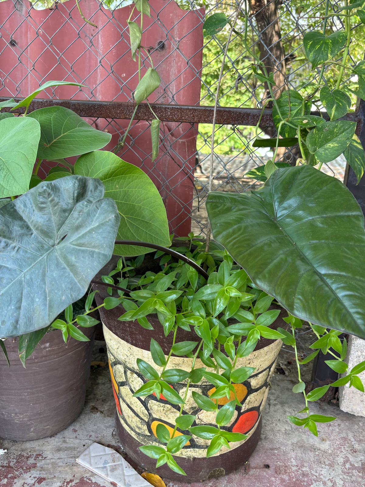 Several potted plants are arranged near a chain-link fence. The pots feature colorful designs, with lush green leaves emerging from them. Varieties of leaves include heart-shaped and larger, broad leaves, creating a vibrant green display that enhances the outdoor space.