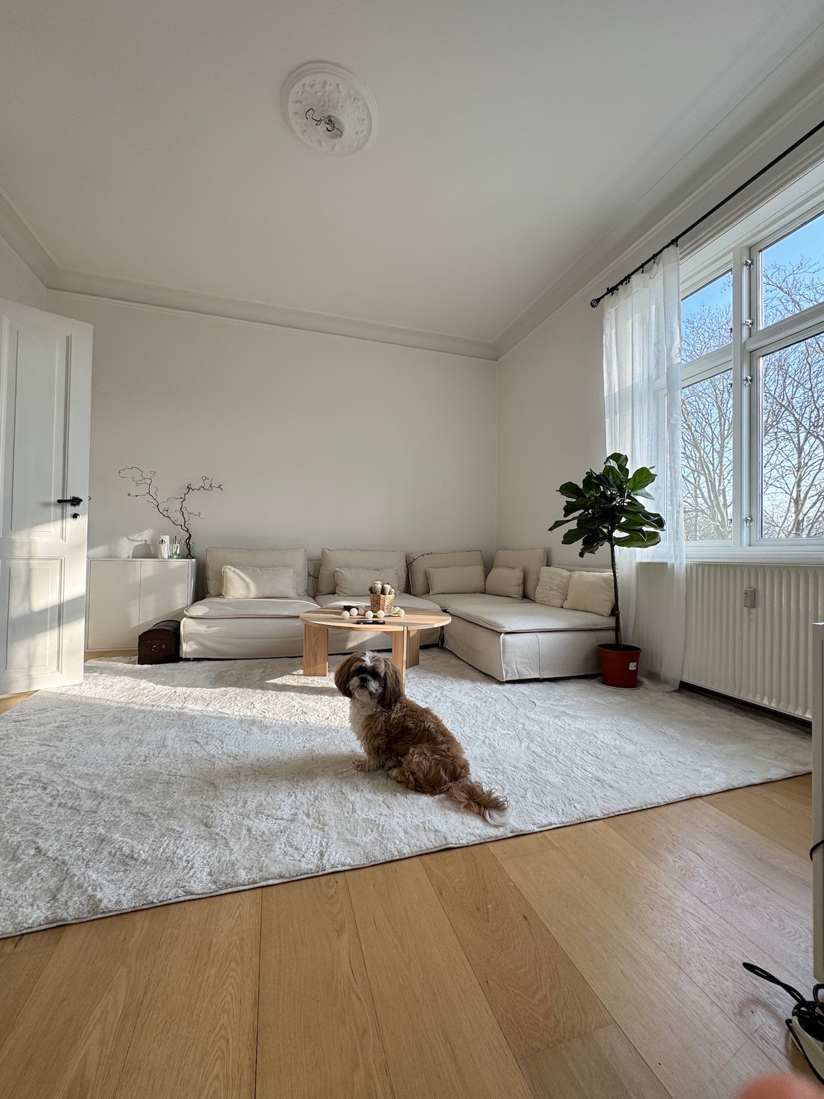A spacious living area is illuminated by natural light, featuring a light-colored sofa arranged around a small wooden table. A textured area rug covers the wooden floor, and a potted plant adds greenery. A small dog sits in the foreground, enjoying the sunlit space.