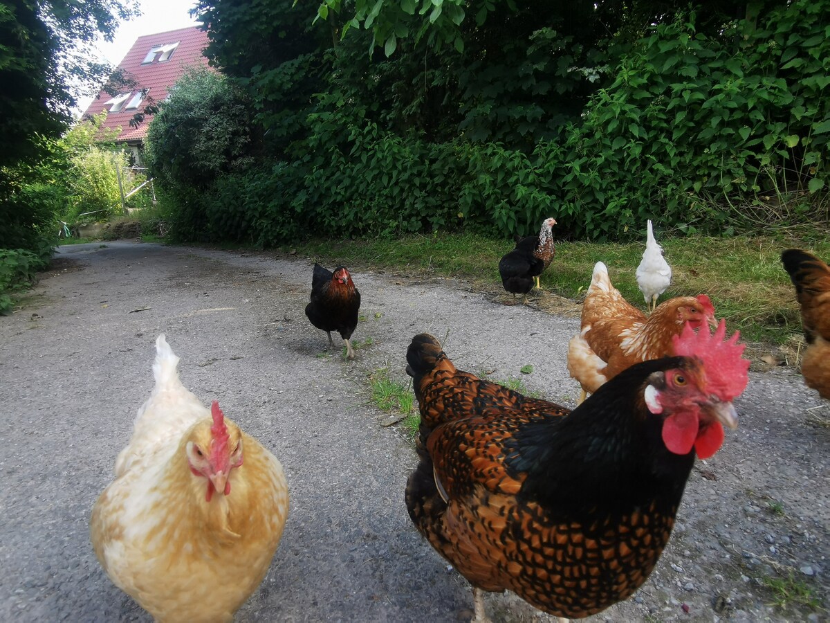 Several chickens of various colors and breeds are seen roaming freely along a gravel path. Lush greenery and trees line the sides of the path, creating a natural setting. In the background, a red-roofed building is partially visible, surrounded by the vibrant landscape.