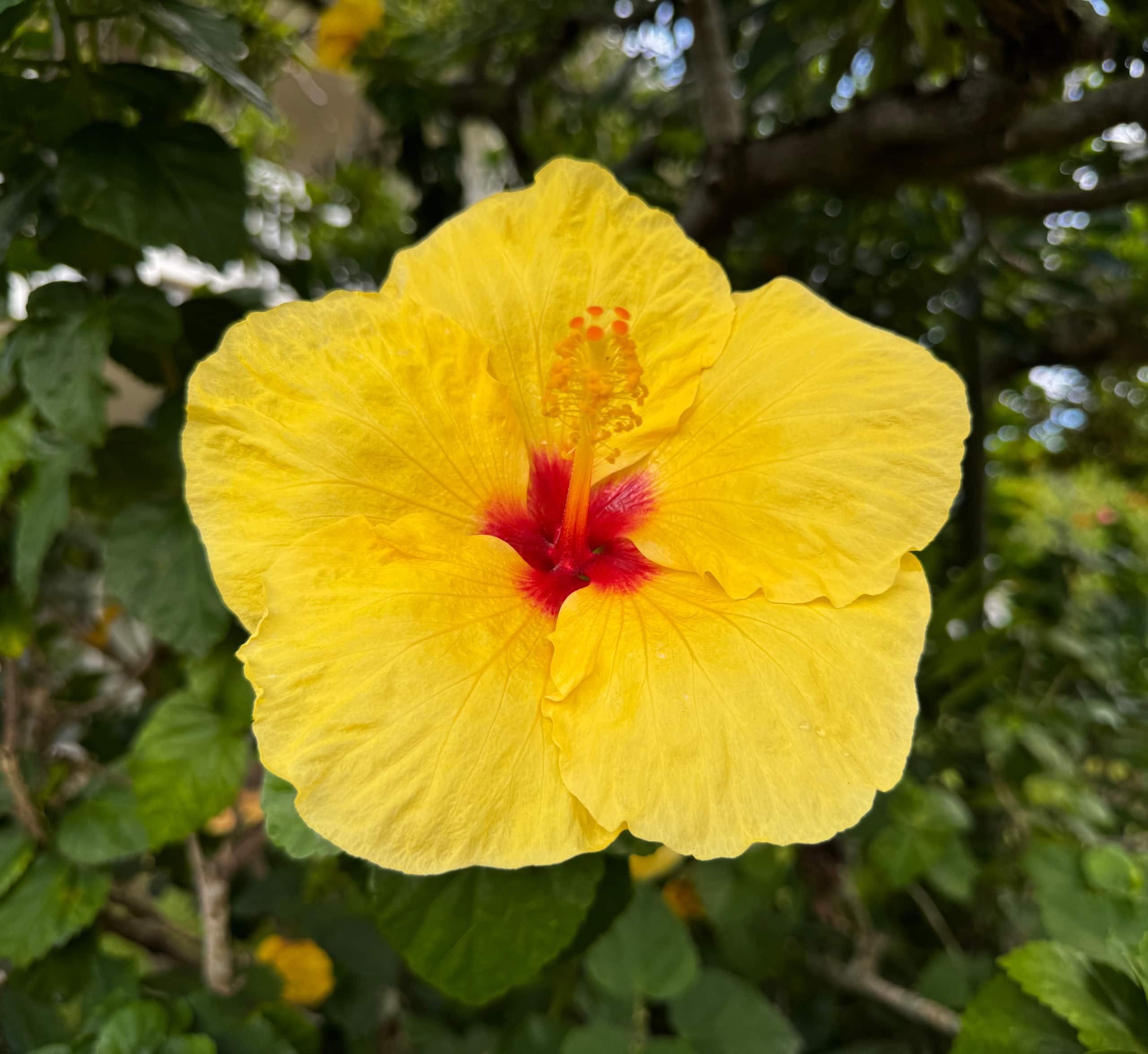 Condo in Princeville · ★4.85 · 1 bedroom · 1 bed · 1 bath - Image 22
