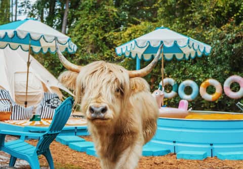 The Lazy Cow Yurt w/ Fluffy Cows, Sheep & Llamas!