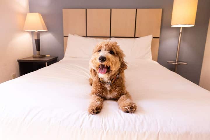 Three 1br Suite W/ Kitchen L Pet-friendly Stay - Brentwood, TN