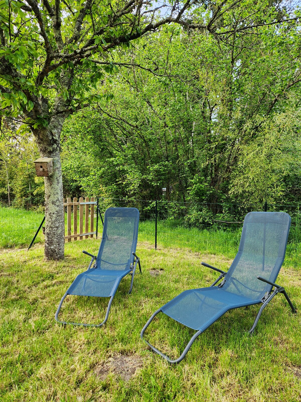 A serene garden area features two blue lounge chairs set on a grassy patch. A tree provides shade nearby, and lush greenery surrounds the space, offering a peaceful retreat. An adjacent wooden fence and a birdhouse enhance the tranquil outdoor setting.