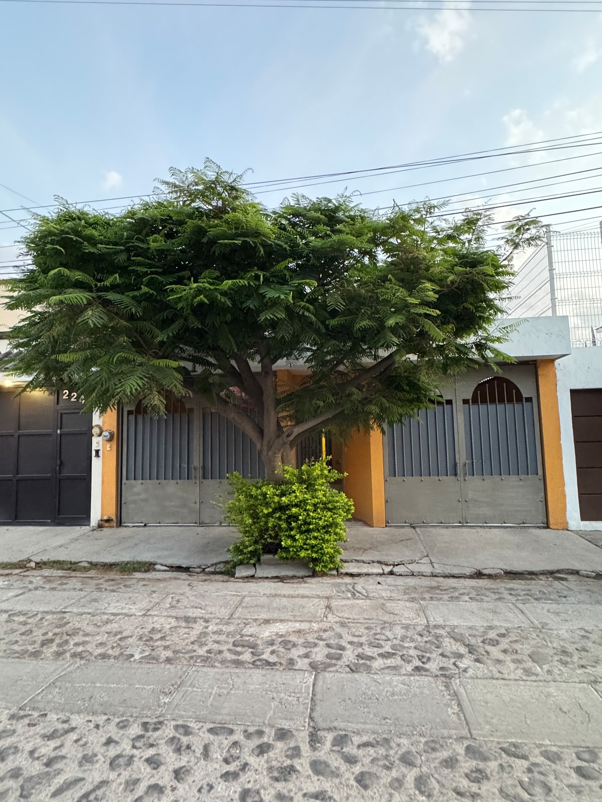 A large, leafy tree stands in front of a colorful building, providing shade to the entrance. The structure features two doors, framed by tall gray gates. A small bush is visible near the base of the tree, complementing the greenery.